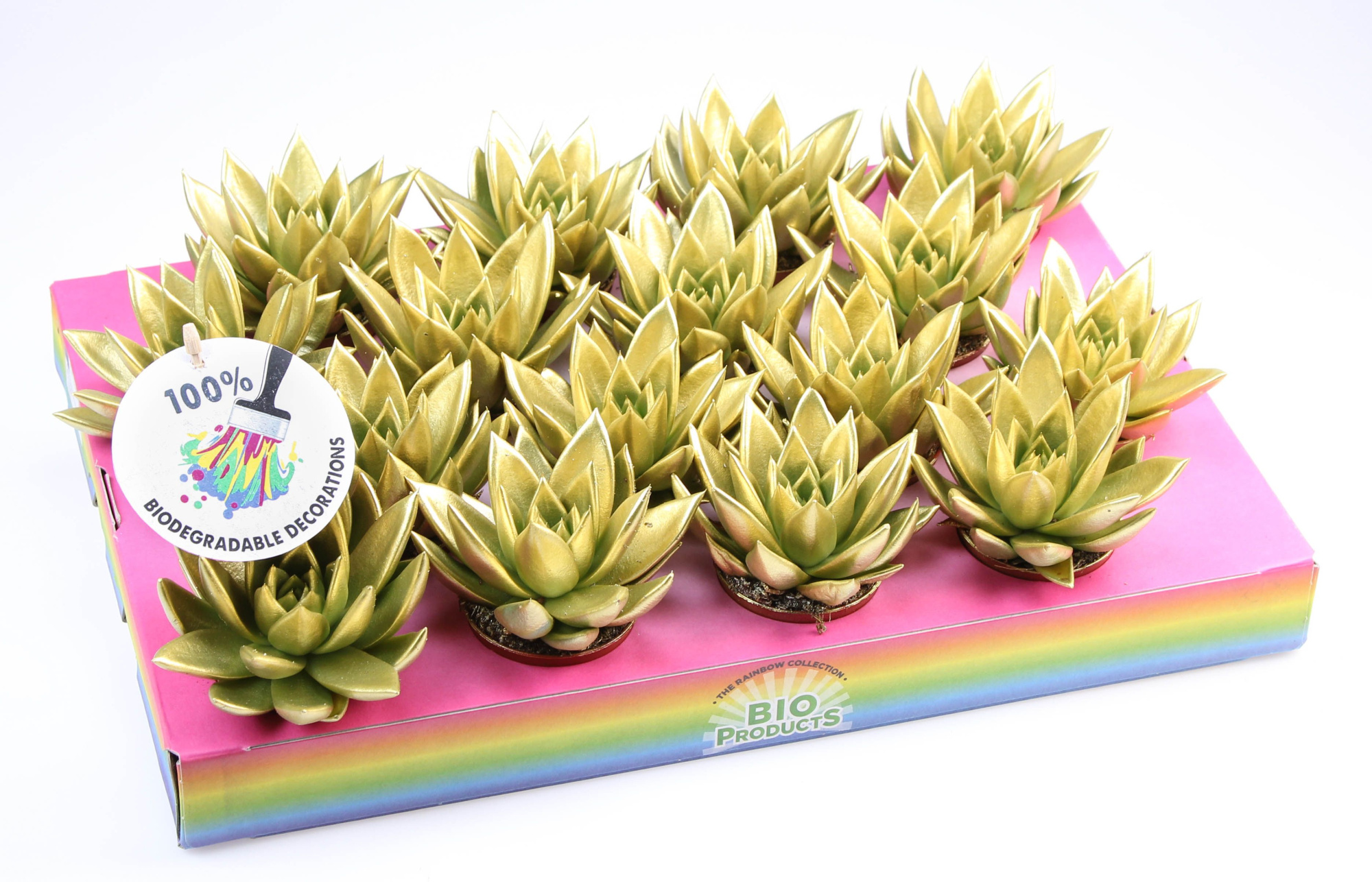 Bio miranda rainbow gold, D 6