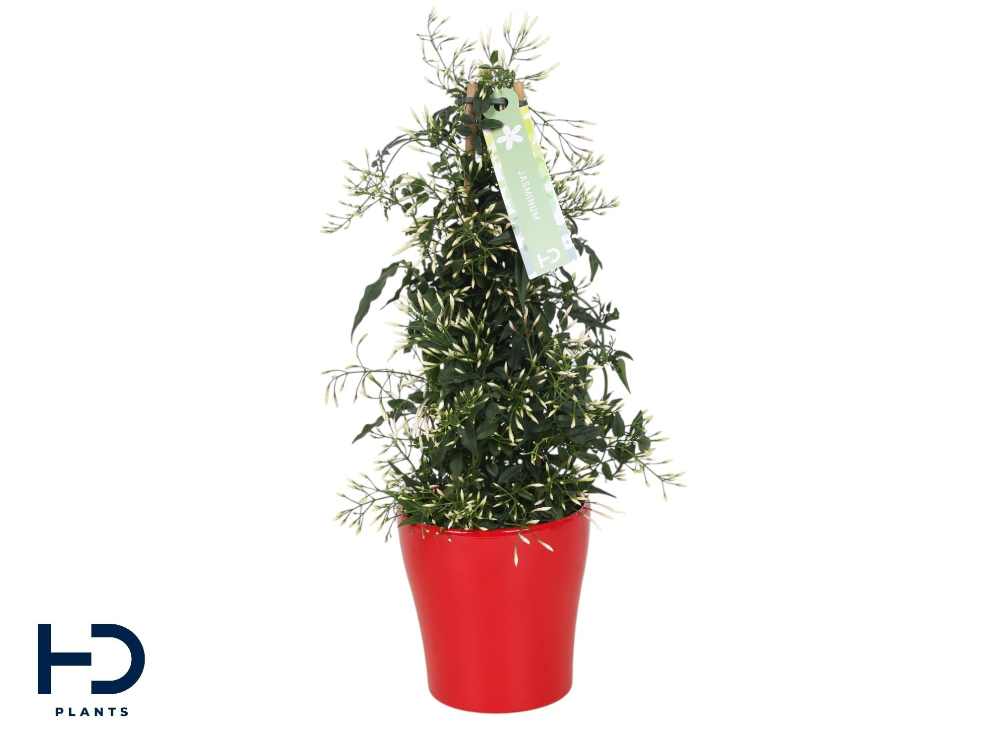 Jasminum zuil ker. rood p13 (Jasmijn), D 13