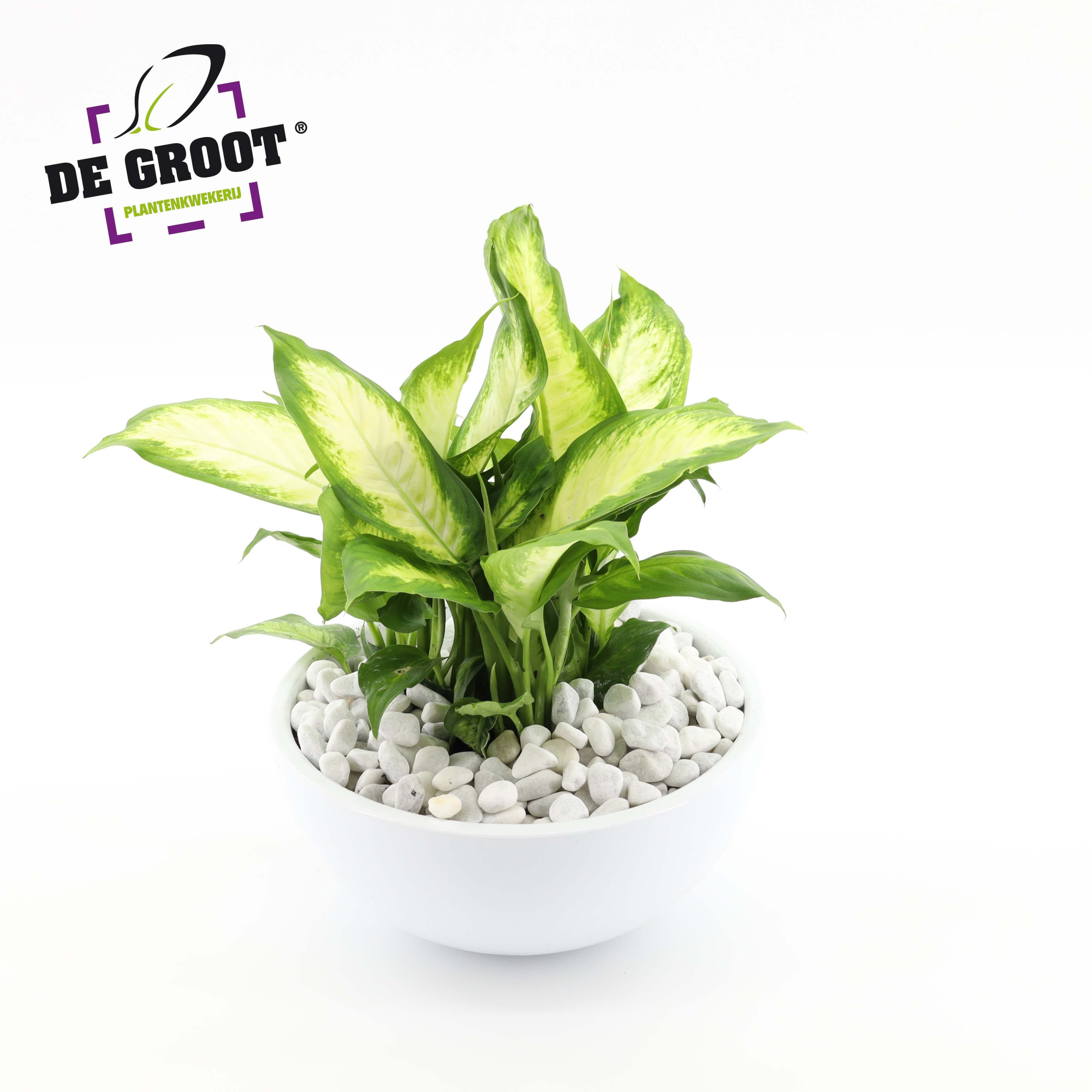 Arrangement Dieffenbachia in schaal, D 25