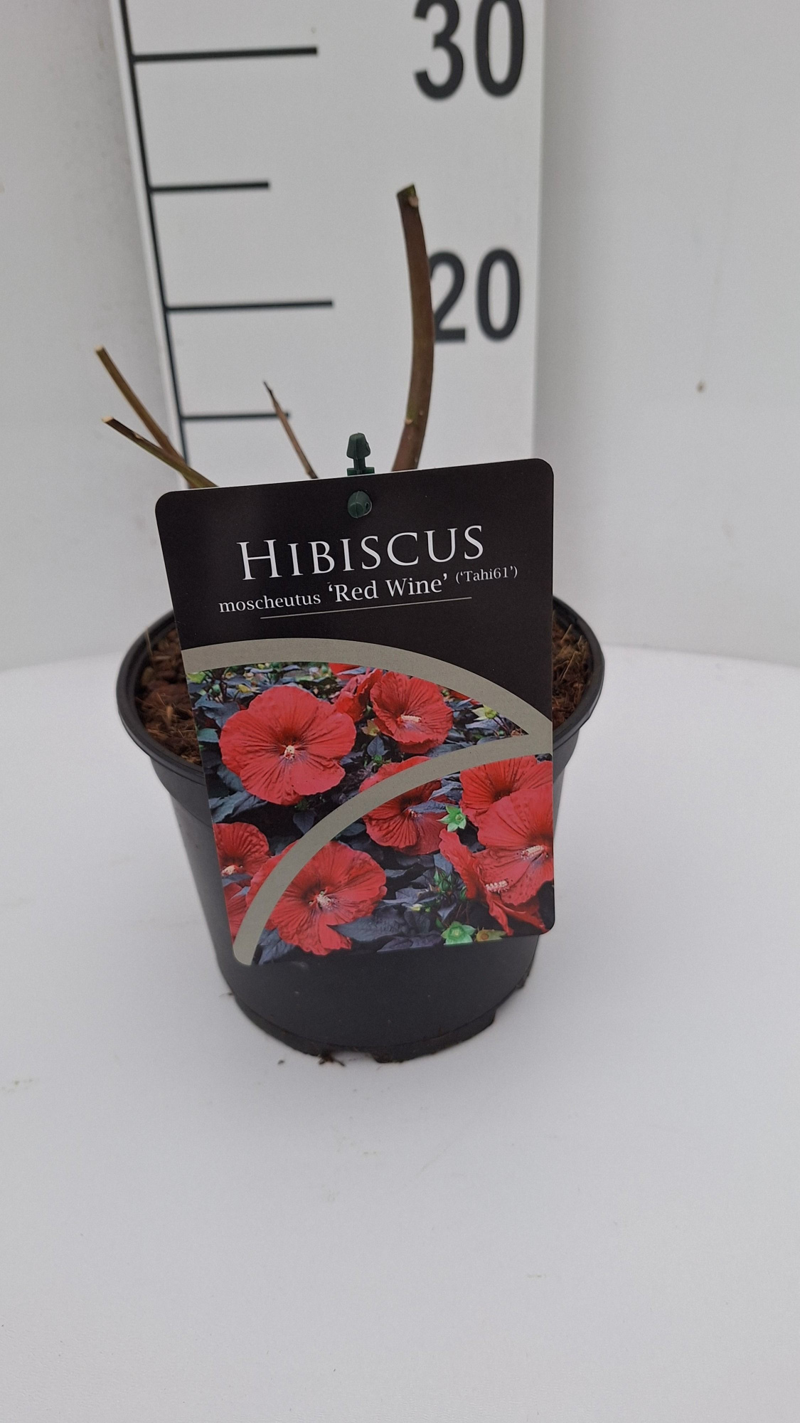 Hibiscus moscheutus Carousel Red Wine, D 17