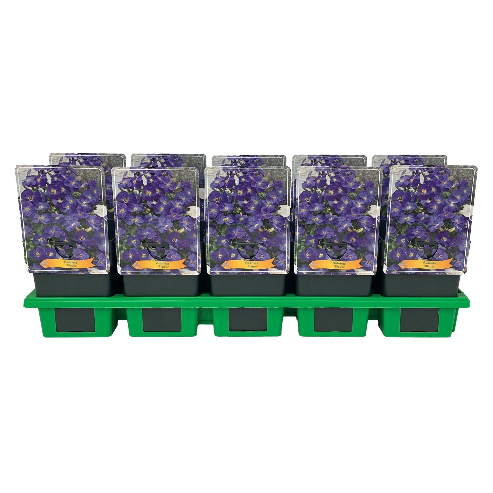 Aubrieta Kitty Blauw P11, D 11