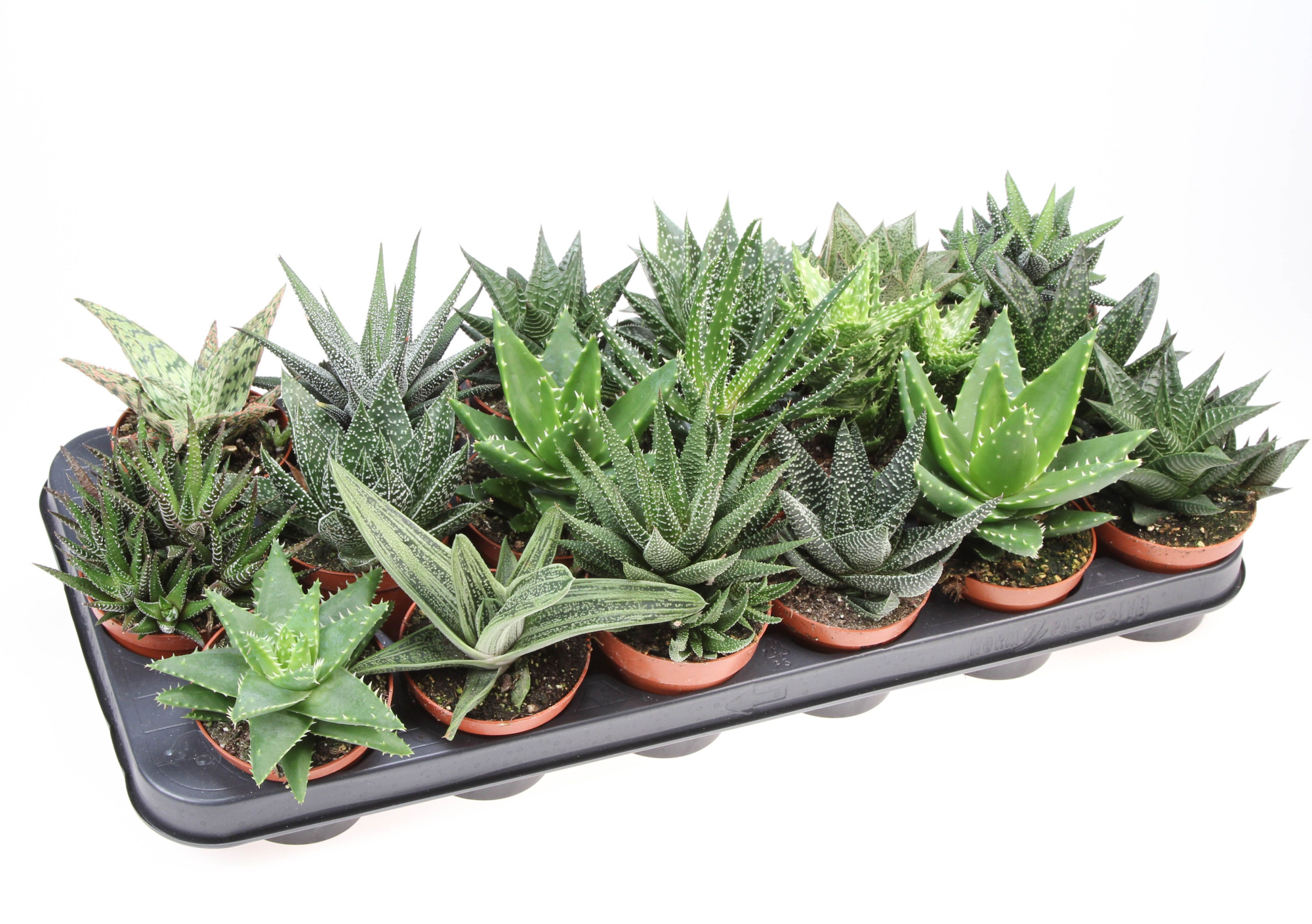 Aloe haworthia mix, D 8,5