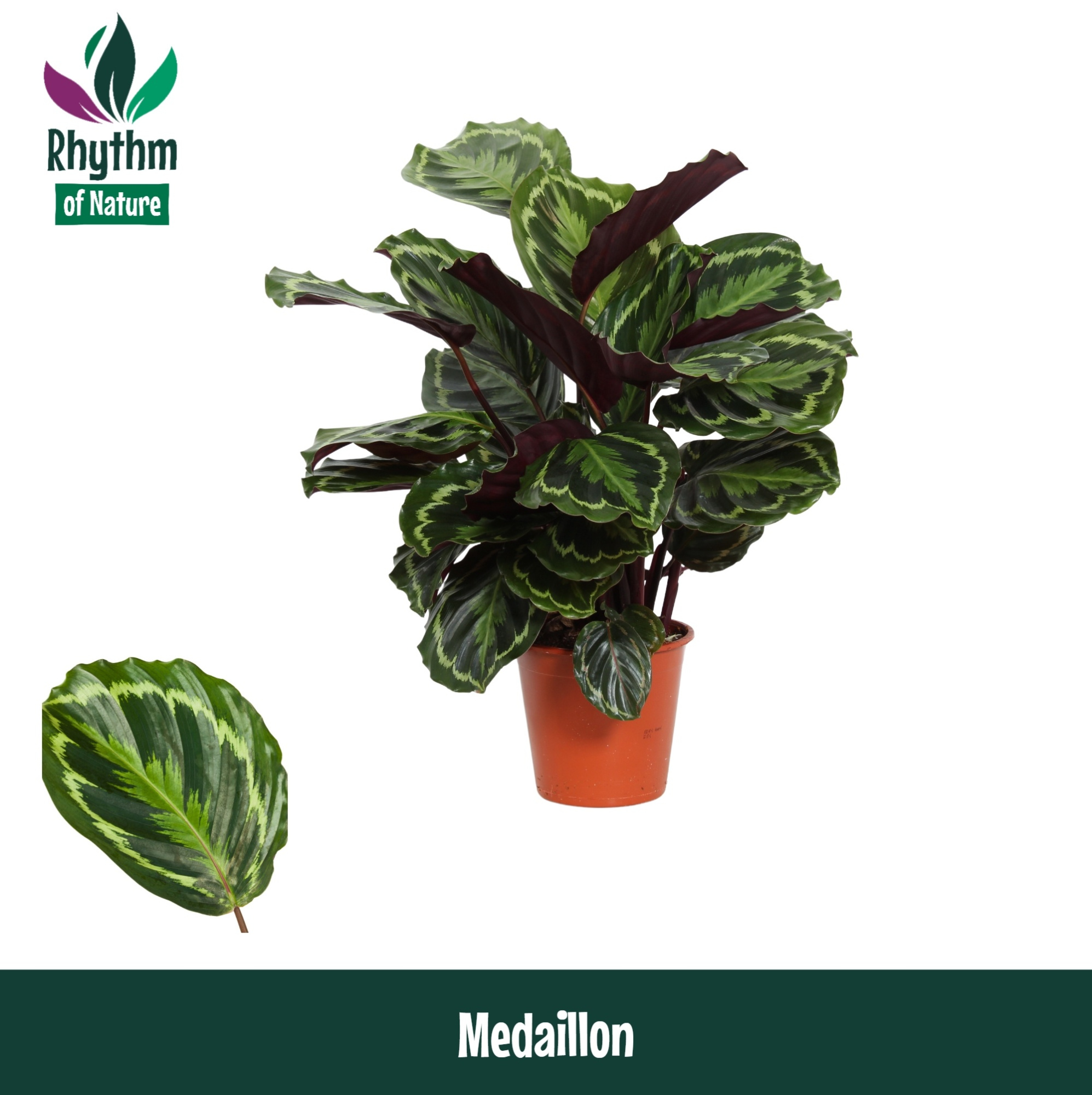 Calathea 19cm Medaillon - Rhythm of Nature, D 19