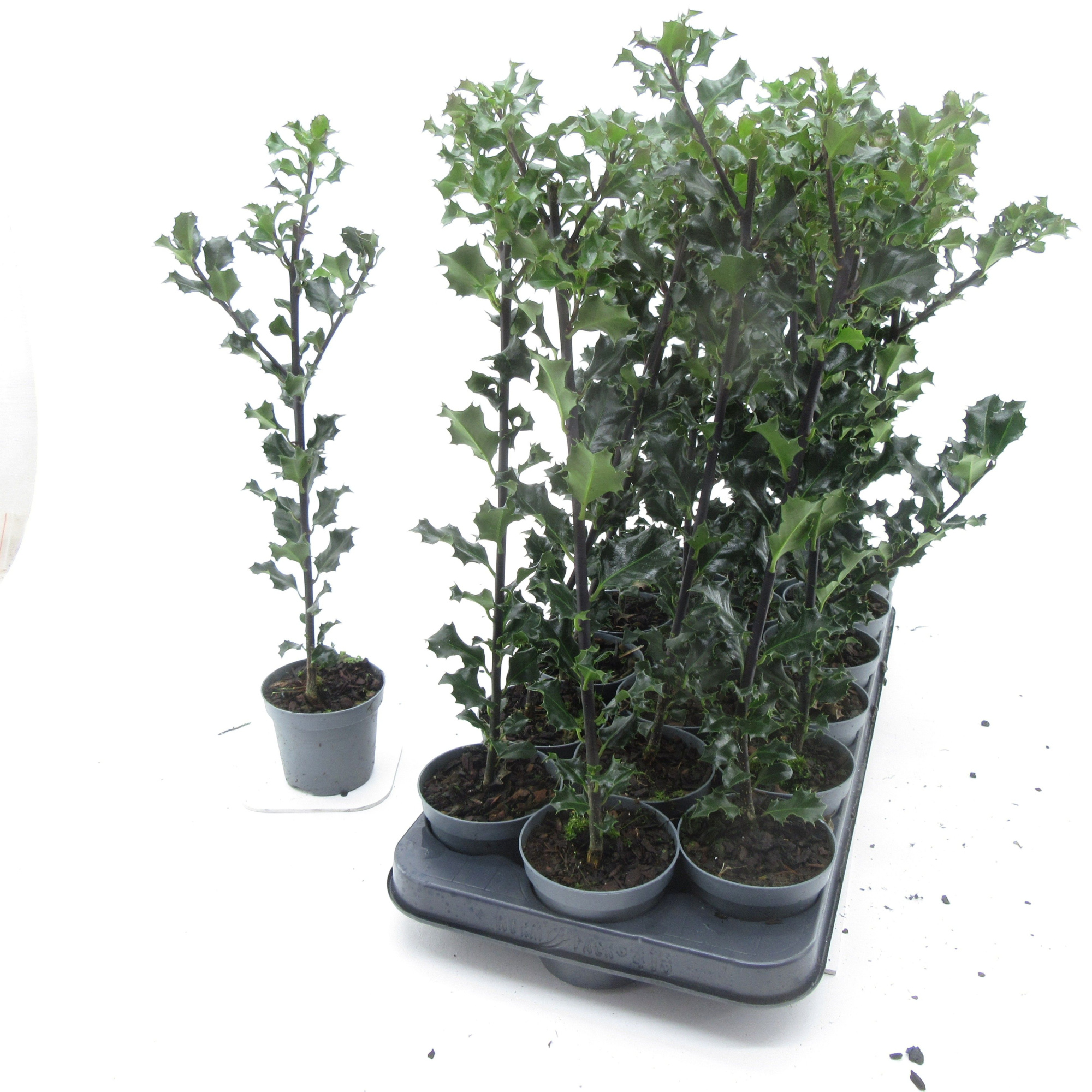 Ilex Blue Angel, D 9