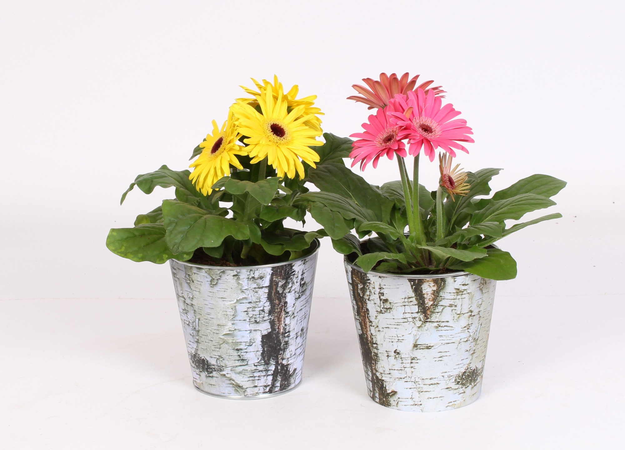 Gerbera belicht 2+ in zinken pot met berken print, D 12