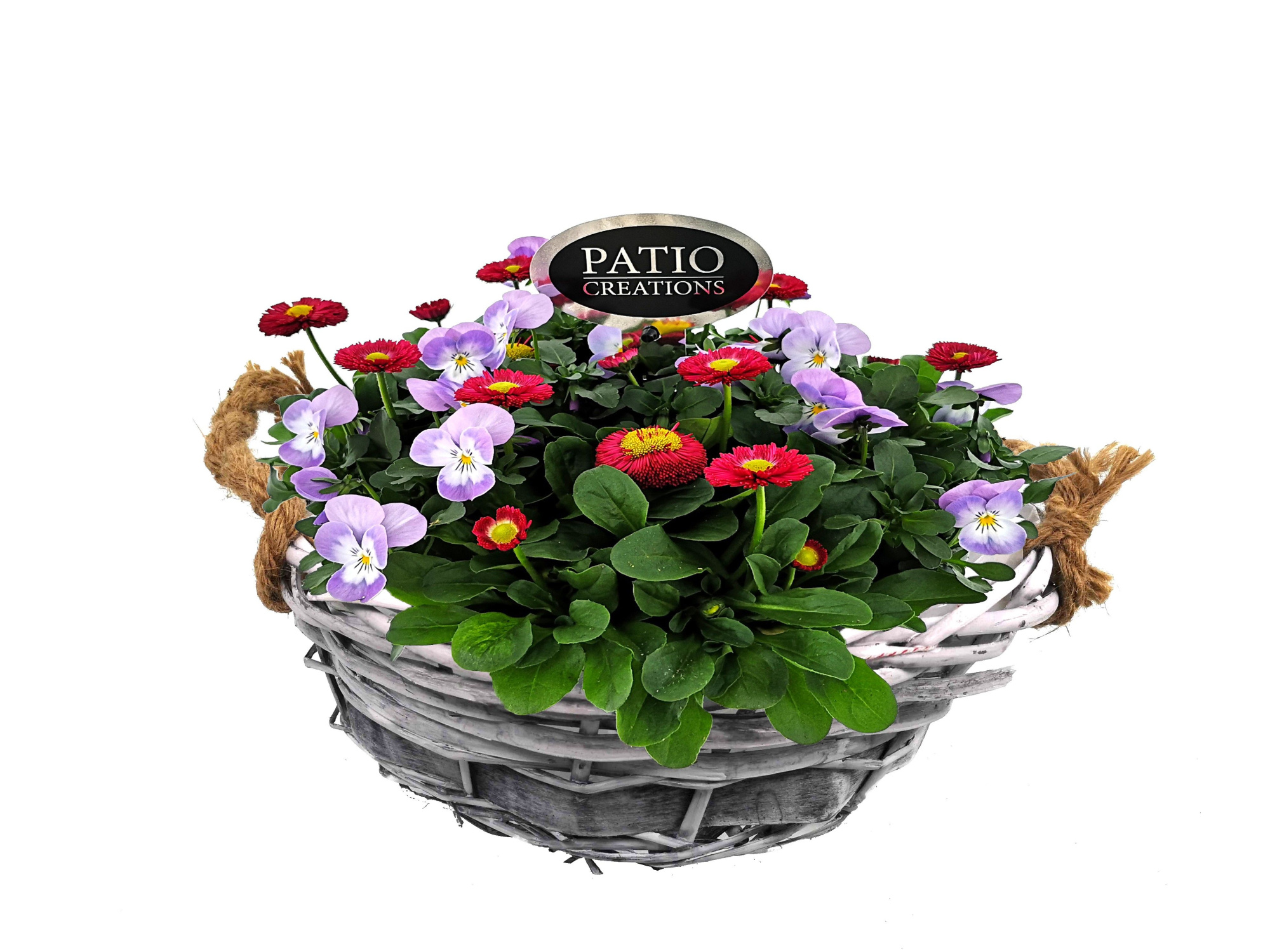 VB614-602 Viola/Bellis mand wilg touw, D 29