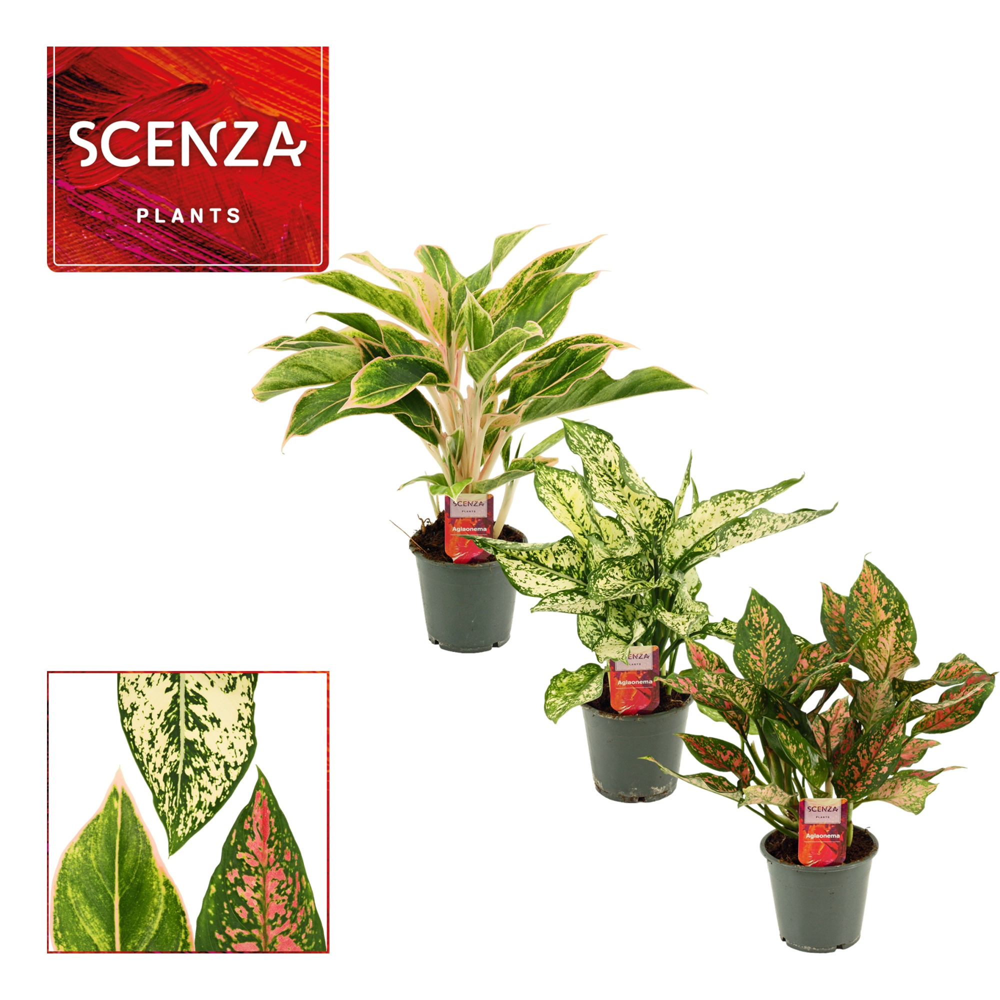 Aglaonema special mix 12 cm (Scenza), D 12