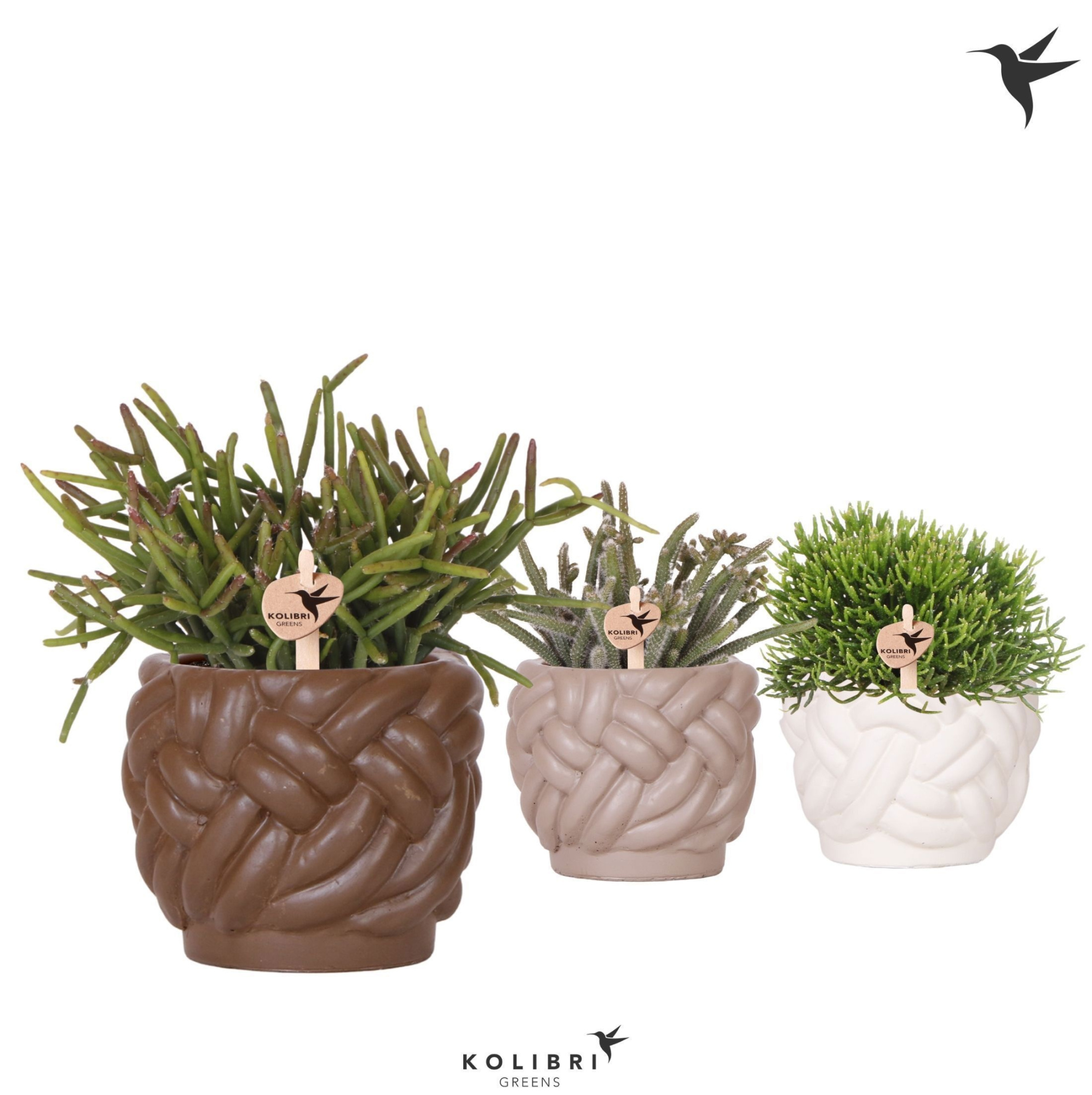 Kolibri Greens Rhipsalis mix in Rope pot mix, D 9