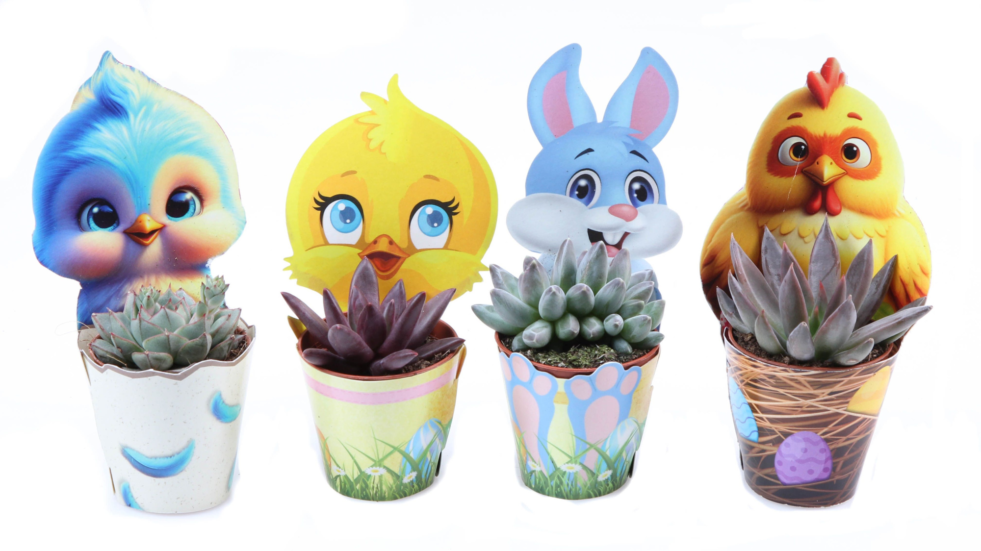 Potcover paasmix echeveria mix, D 5,5