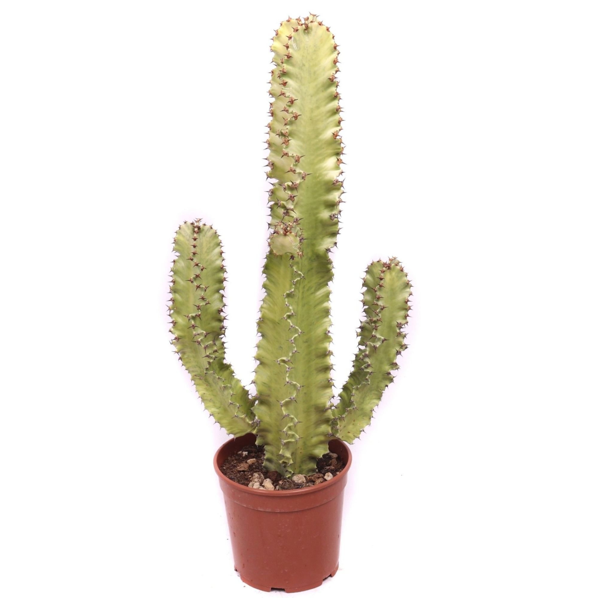 Euphorbia erytrea variegata 21 cm, D 21