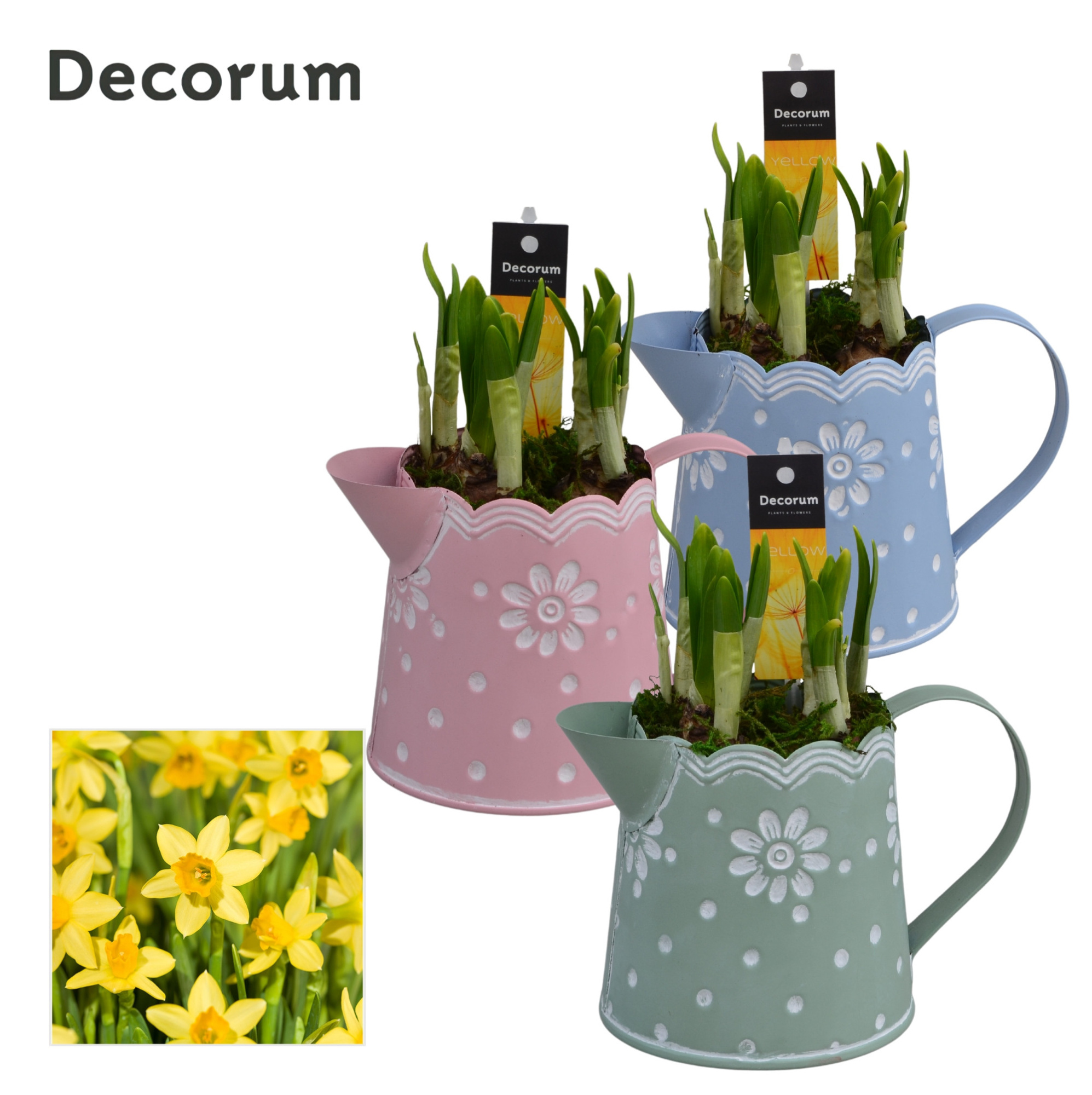 Narcis Lindsey GM HL15057, D 10