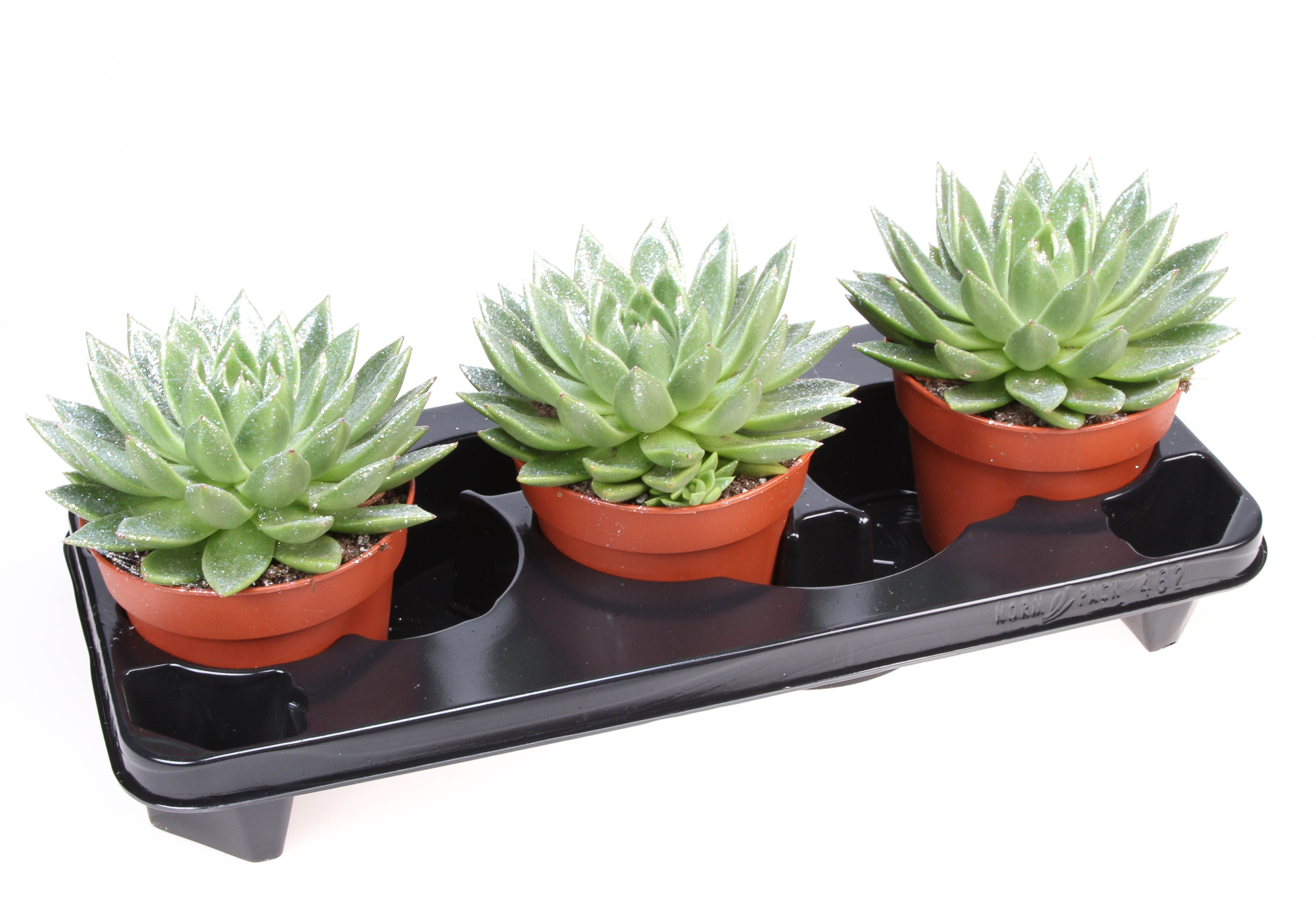 Bio miranda naturel glitter, D 15