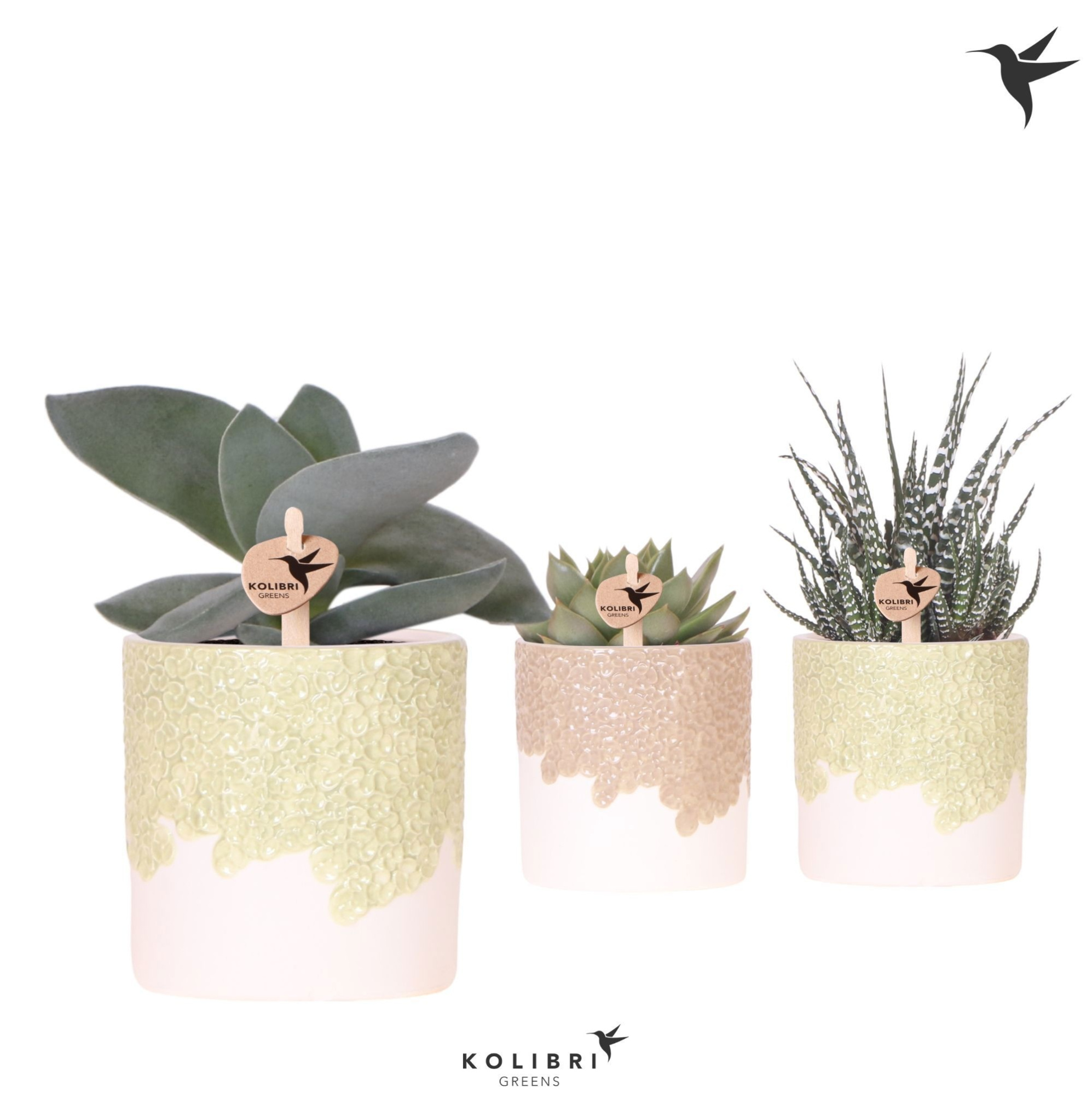 Kolibri Greens Succulenten mix in Bloom pot sand mix, D 9