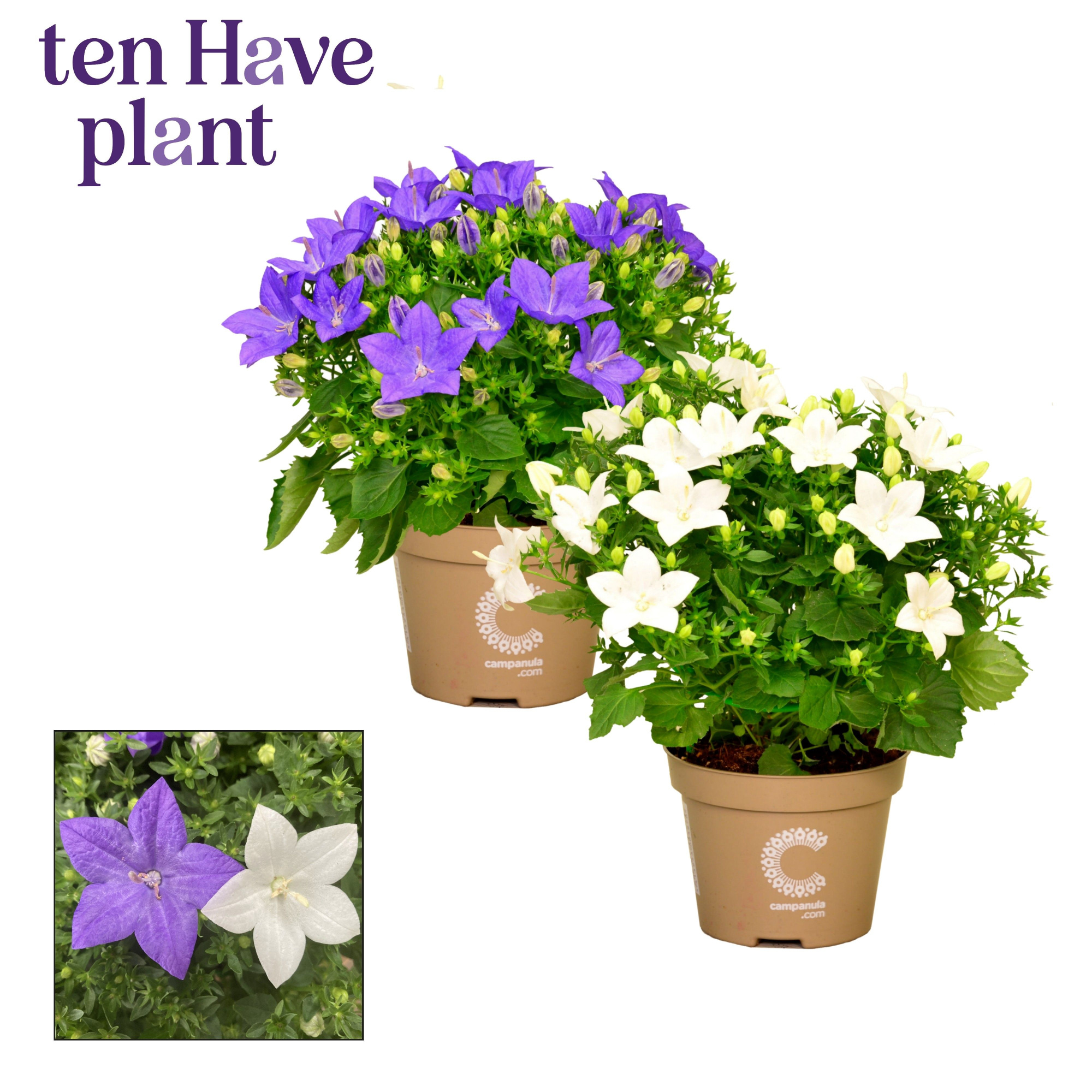 Campanula Blauw Wit Mix, D 11