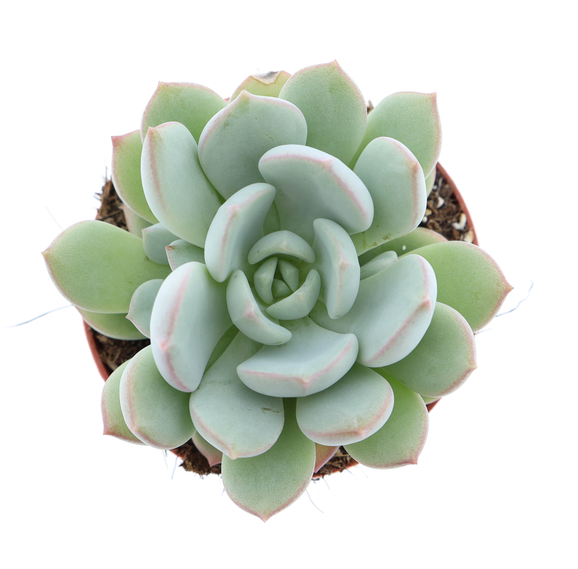 Echeveria yoni, D 8,5
