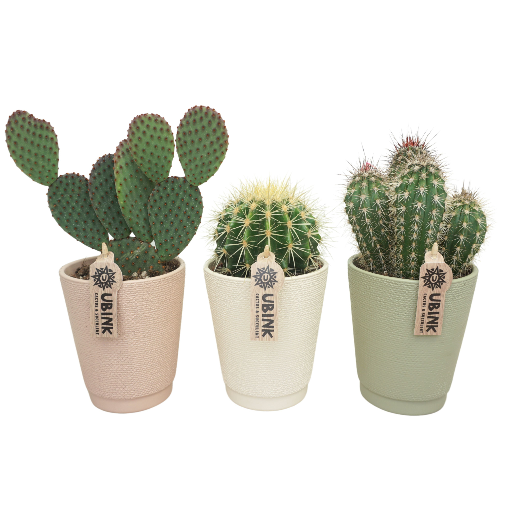 Cactus mix in 13 cm pastel Vaaspot (3 assorti), D 12