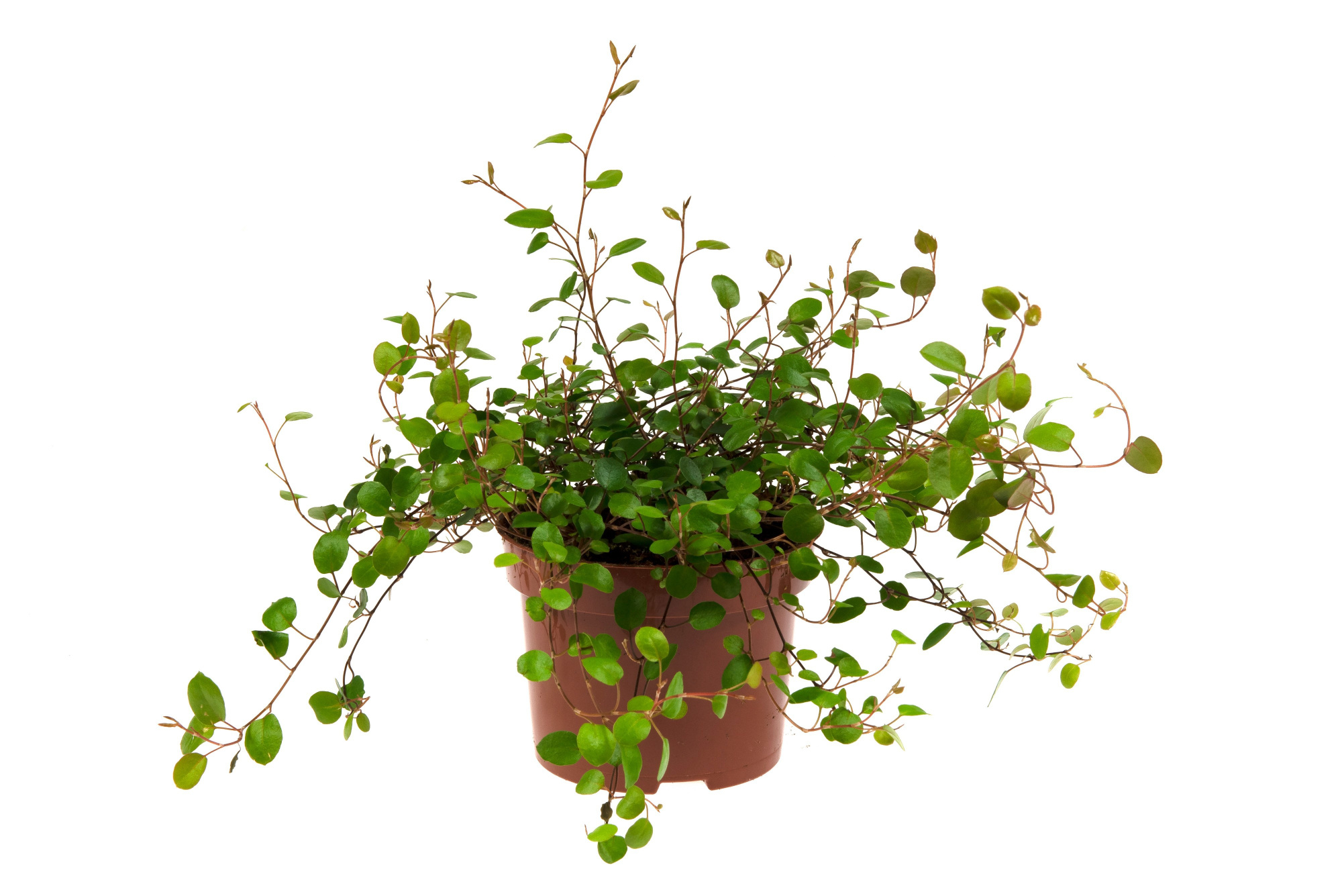 MUEHLENBECKIA COMPLEXA, D 11