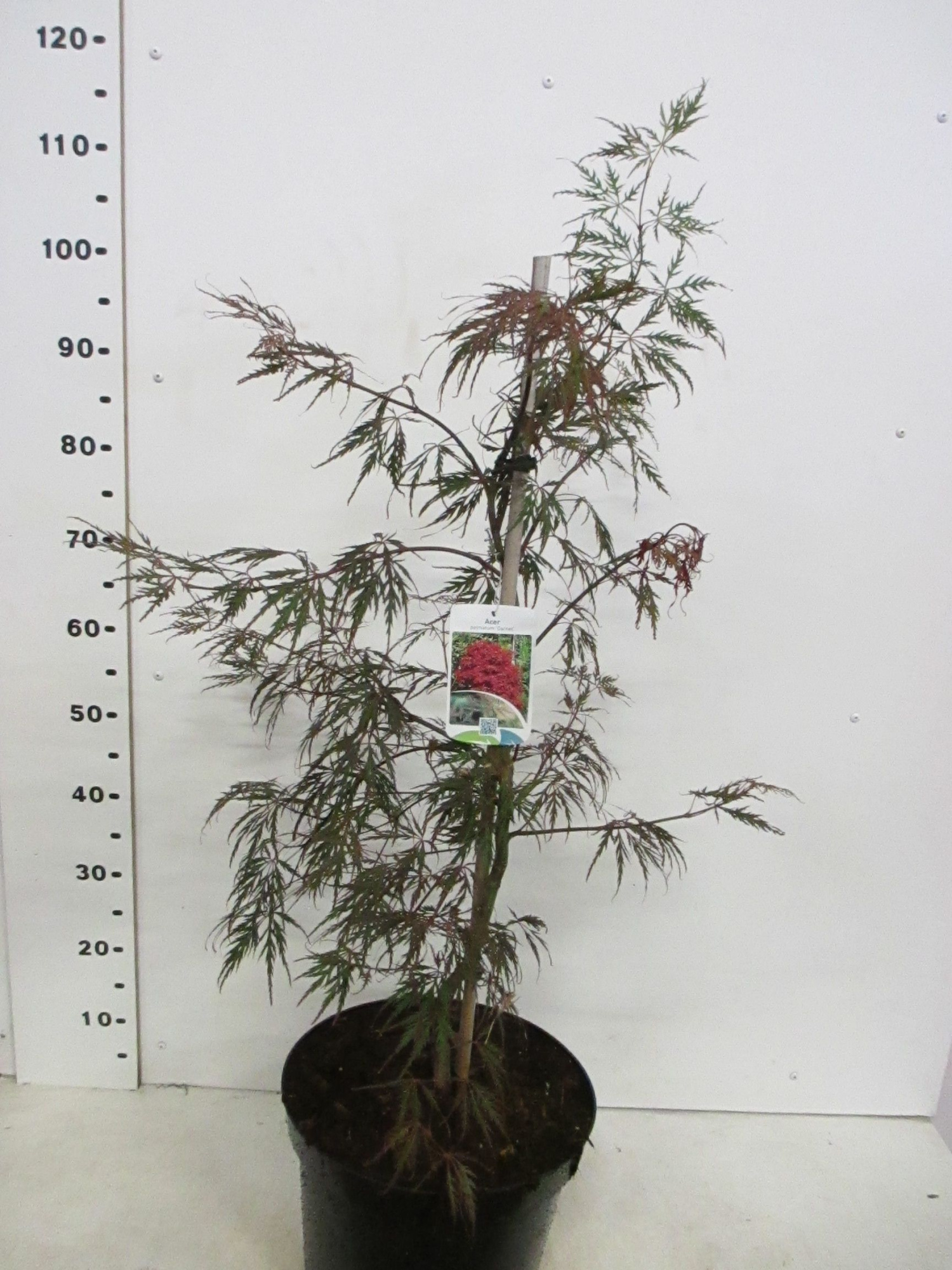 Acer palm. Garnet 60-80 P30, D 30