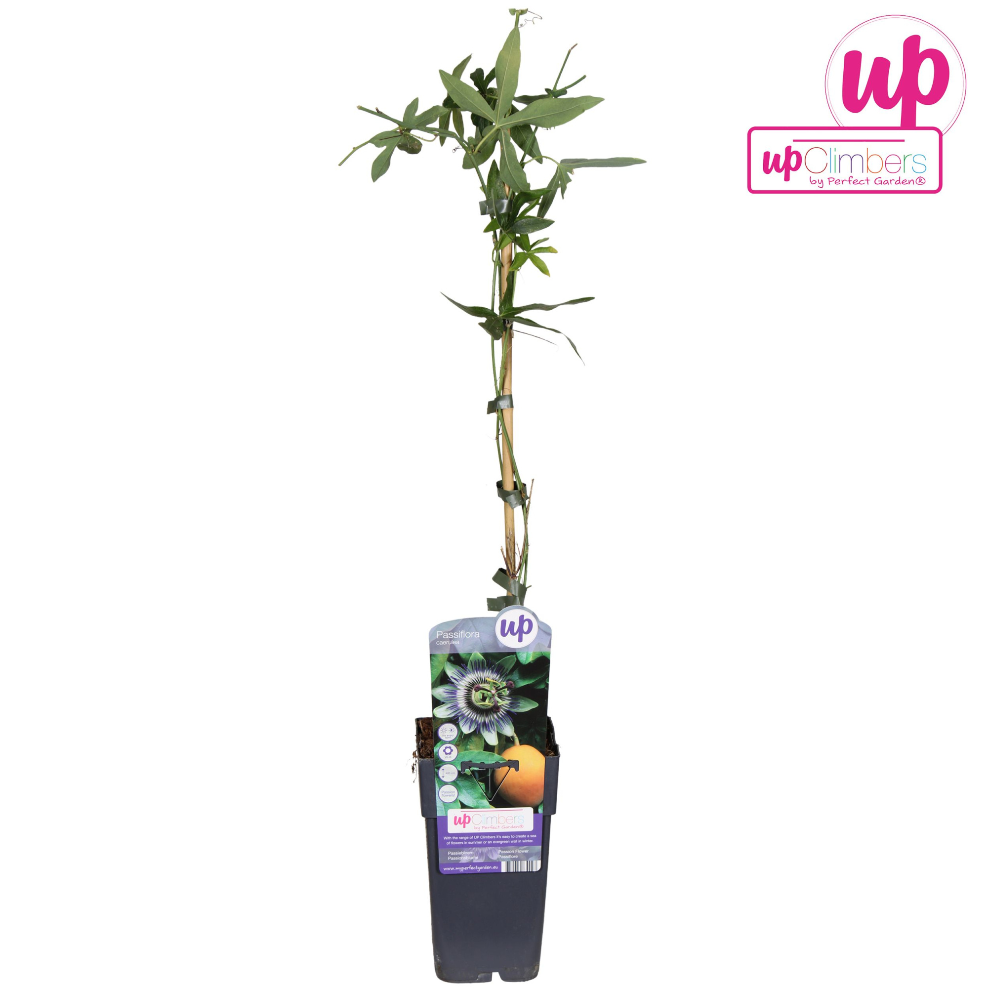Passiflora caerulea P15, D 15