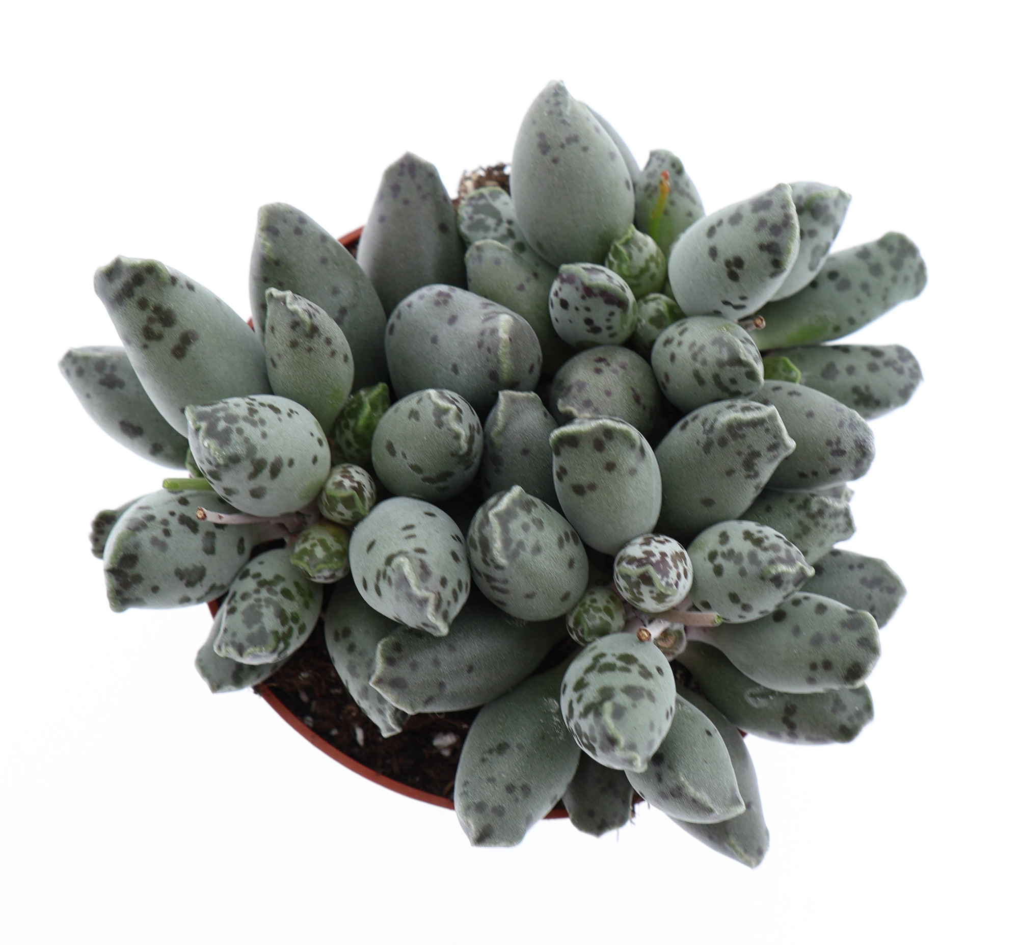 Adromischus grey, D 10,5