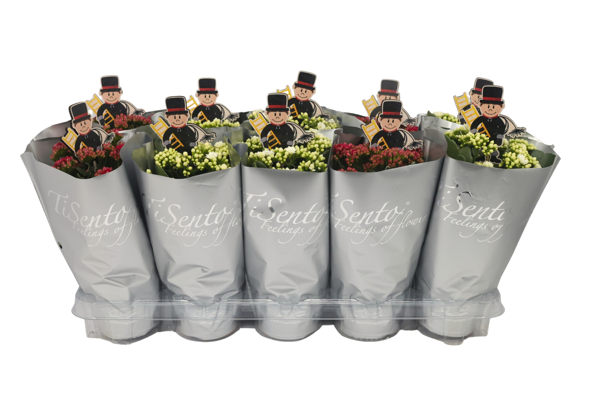 Silvester Calandiva Mix zilver hoes + Bijsteker Schoorsteenveger, D 12