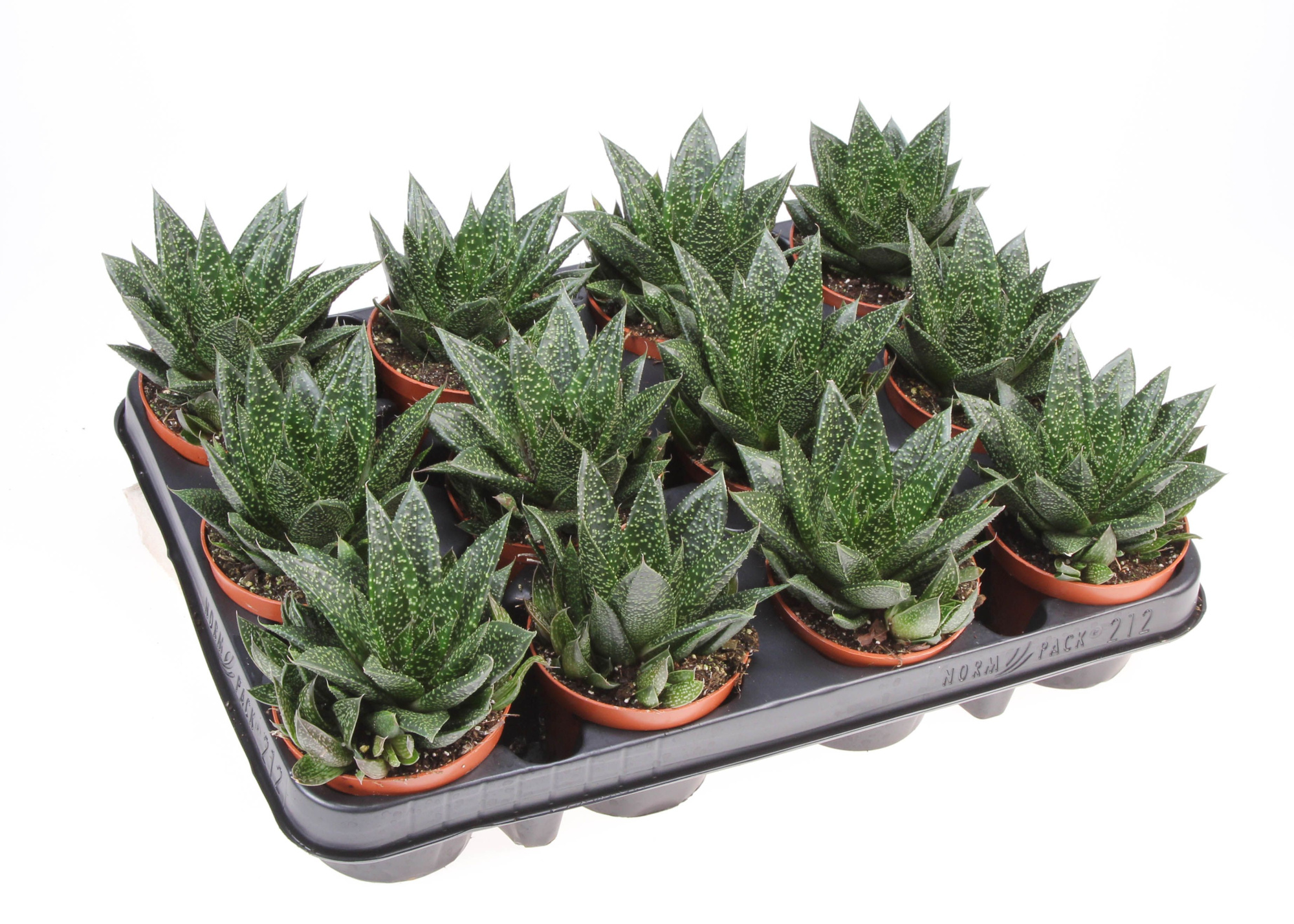 Aloe due, D 8,5