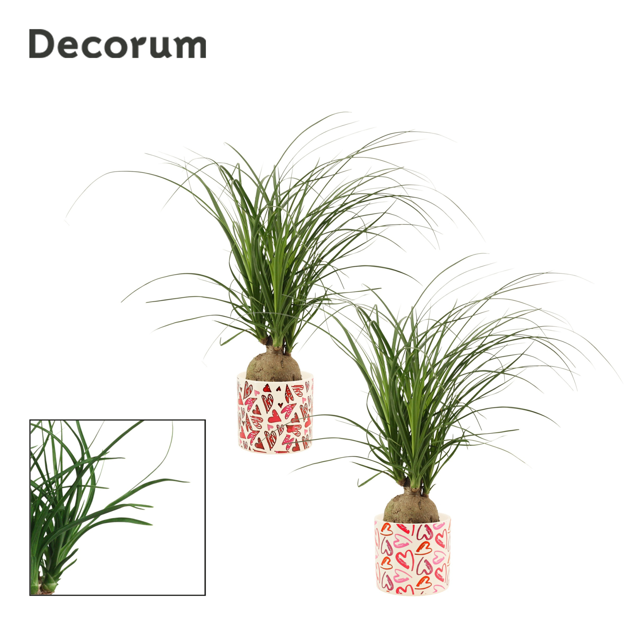 Beaucarnea Bol 12 cm in Julia (Deco-collection), D 12