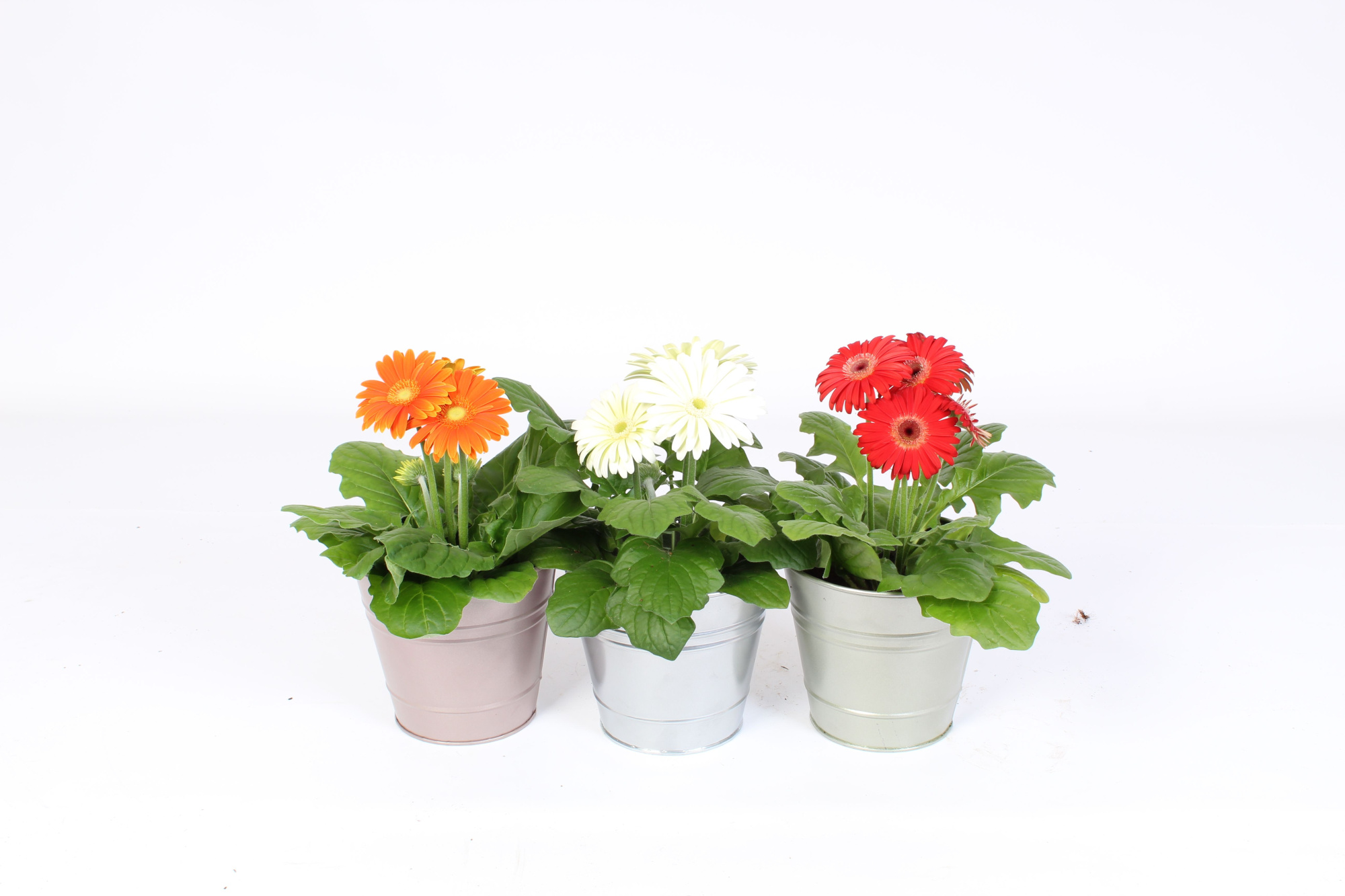 Gerbera 2+bl 12cm in metallic zinken pot 3 ass, D 12