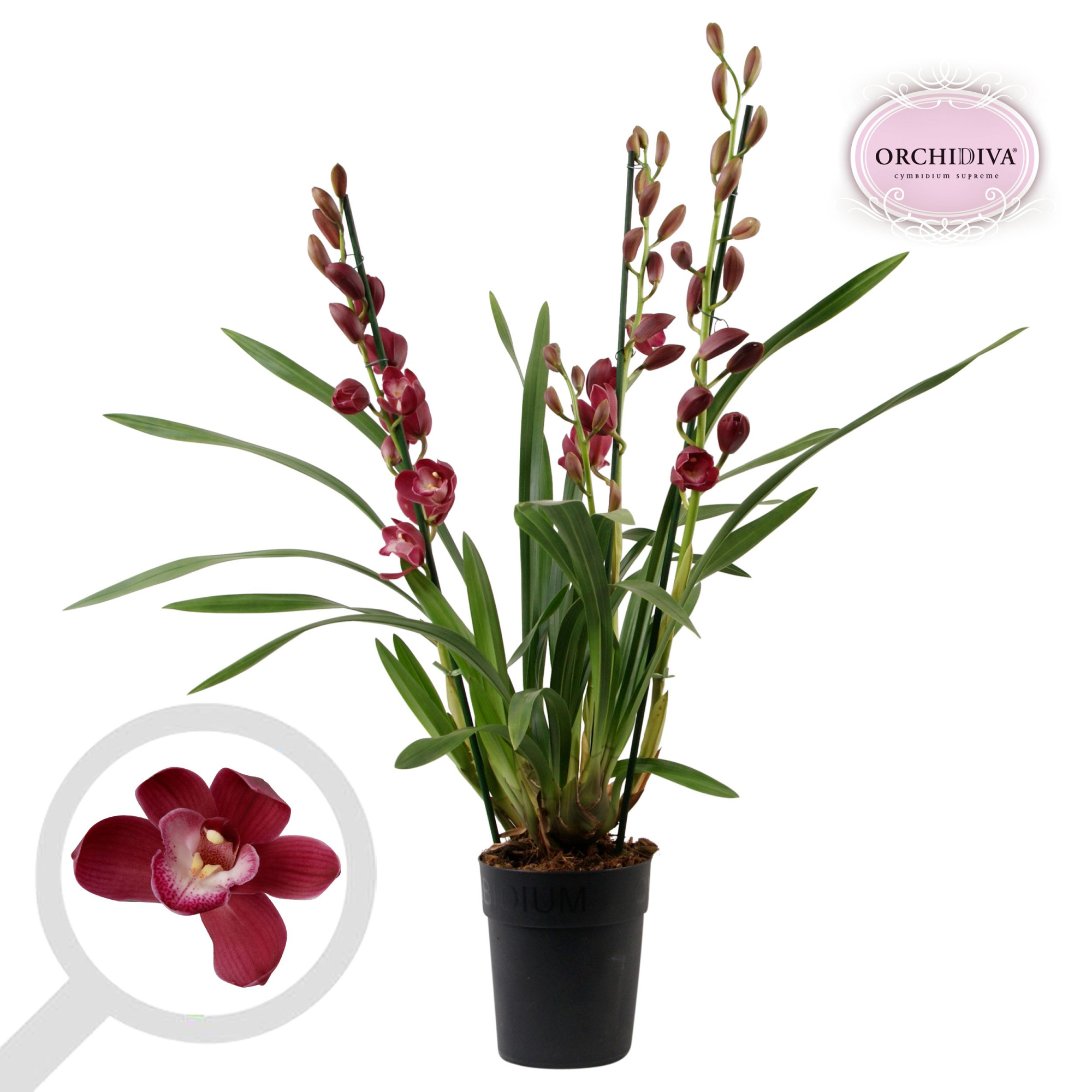 Cymbidium rood 3 tak, D 14