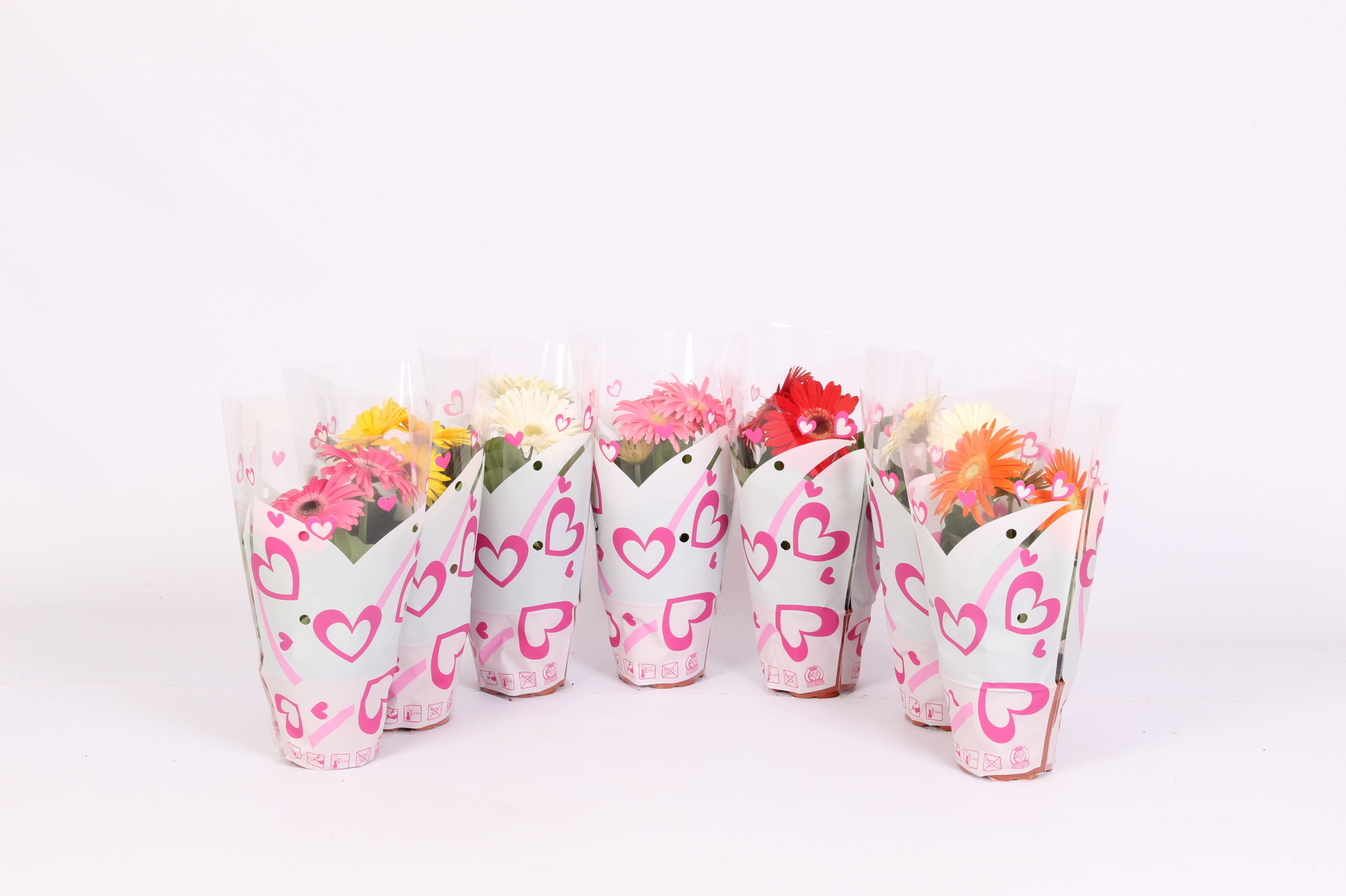 Gerbera 12cm 2+bloem in hartjes hoes, D 12