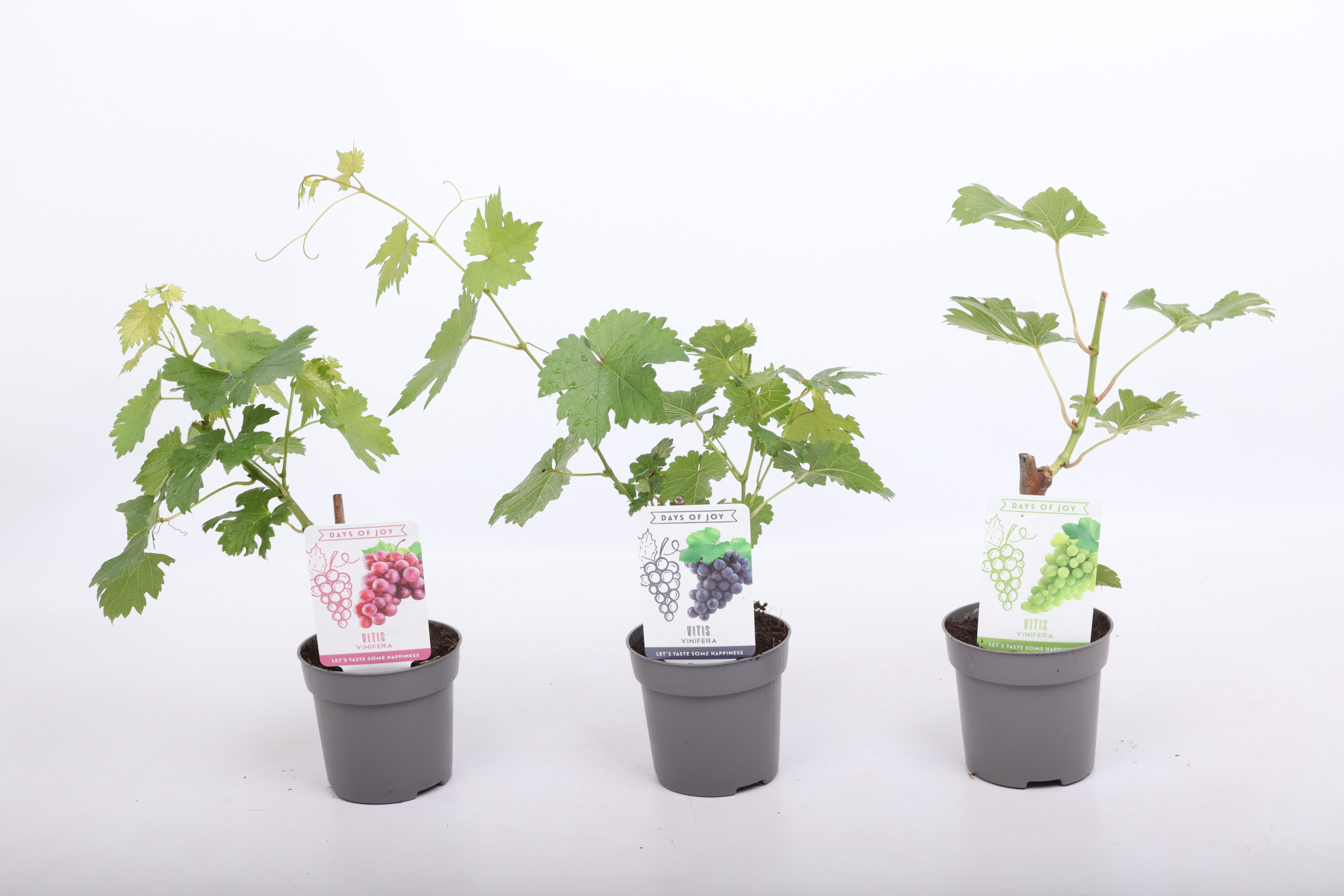 Vitis mix 10,5 cm, D 10,5