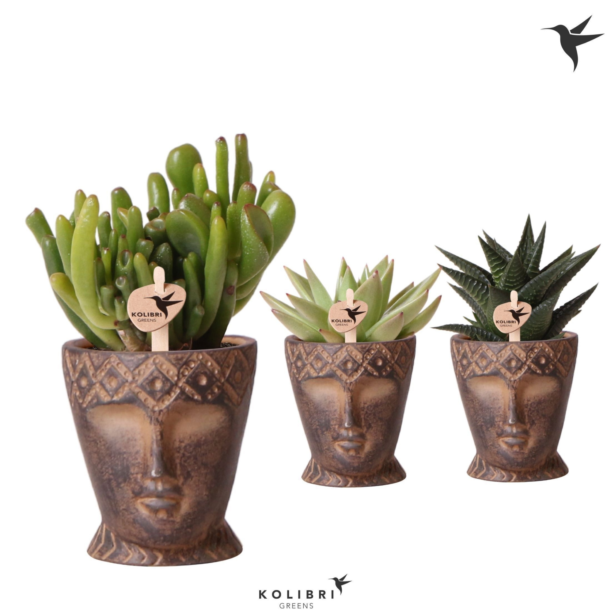 Kolibri Greens Succulenten mix in Totem Mask pot, D 6