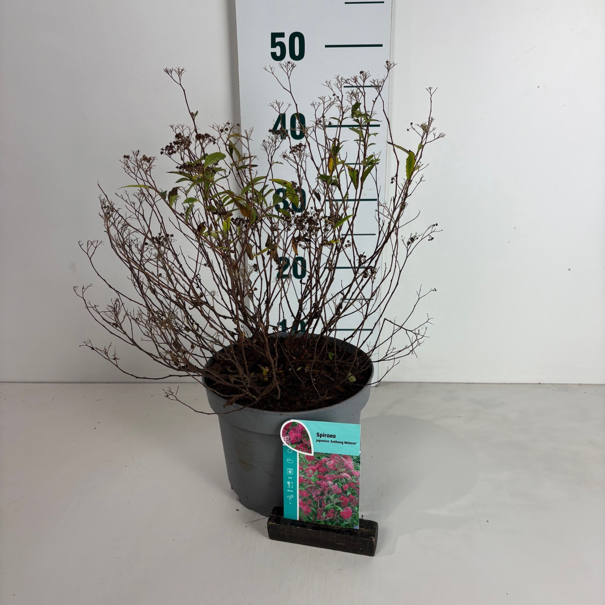 Spiraea japonica Anthony Waterer, D 20