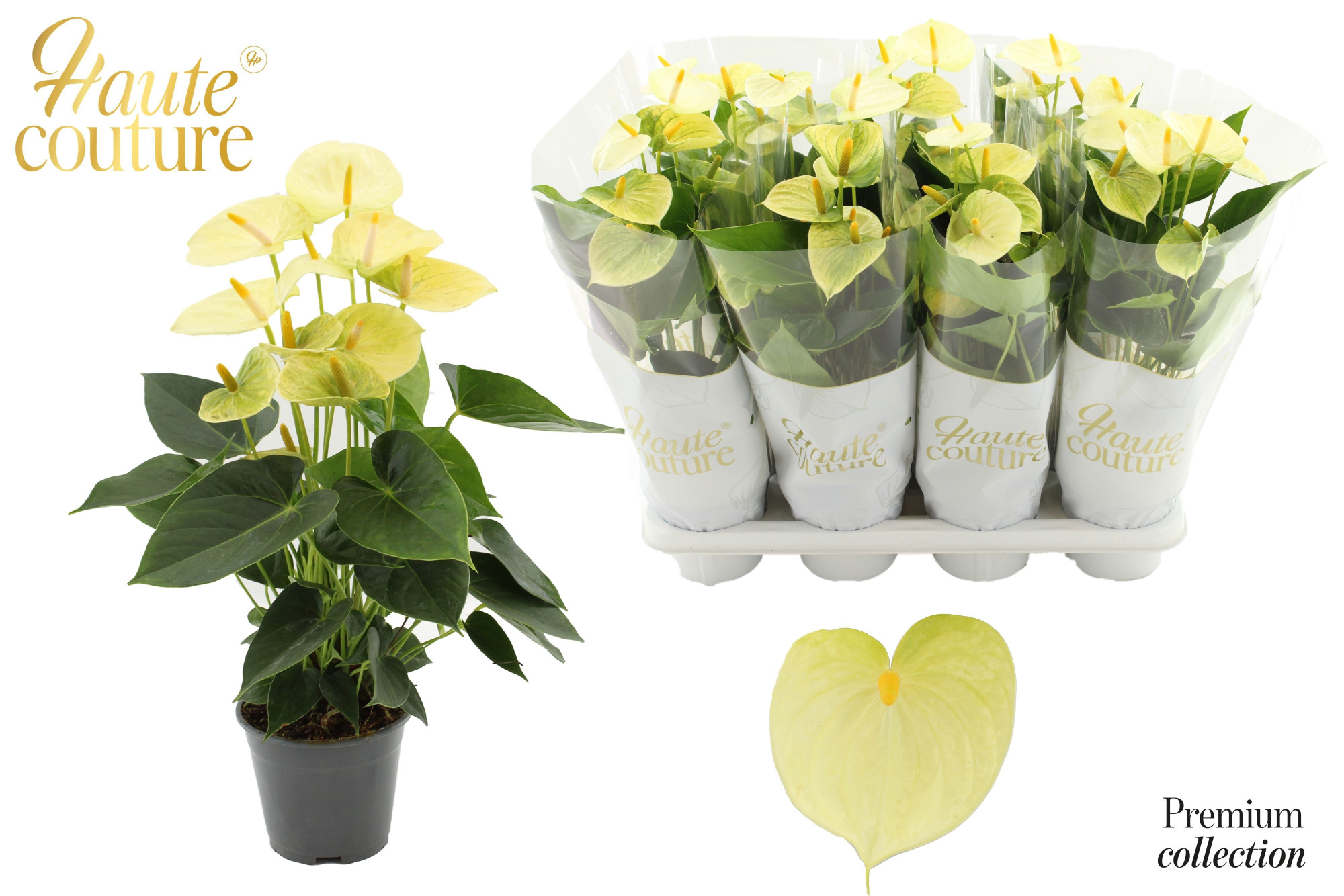Anthurium 14 cm Vanilla in Haute Couture sleeve, D 14