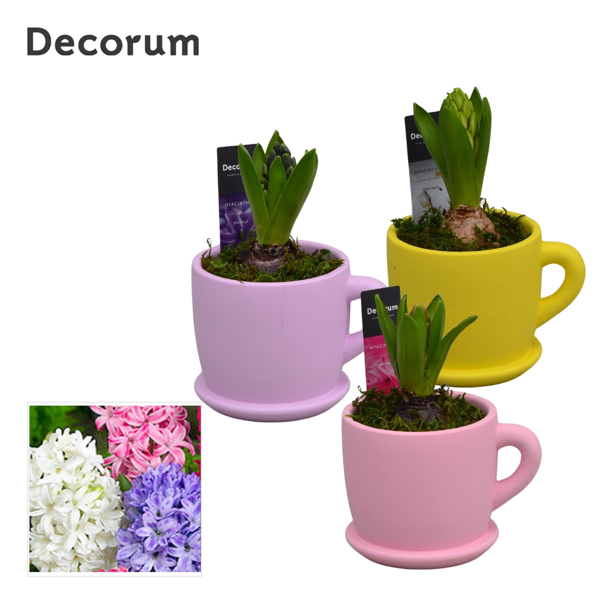 Hyacint Fleurig Bakkie HL15283 [LOVELY COLORS], D 10