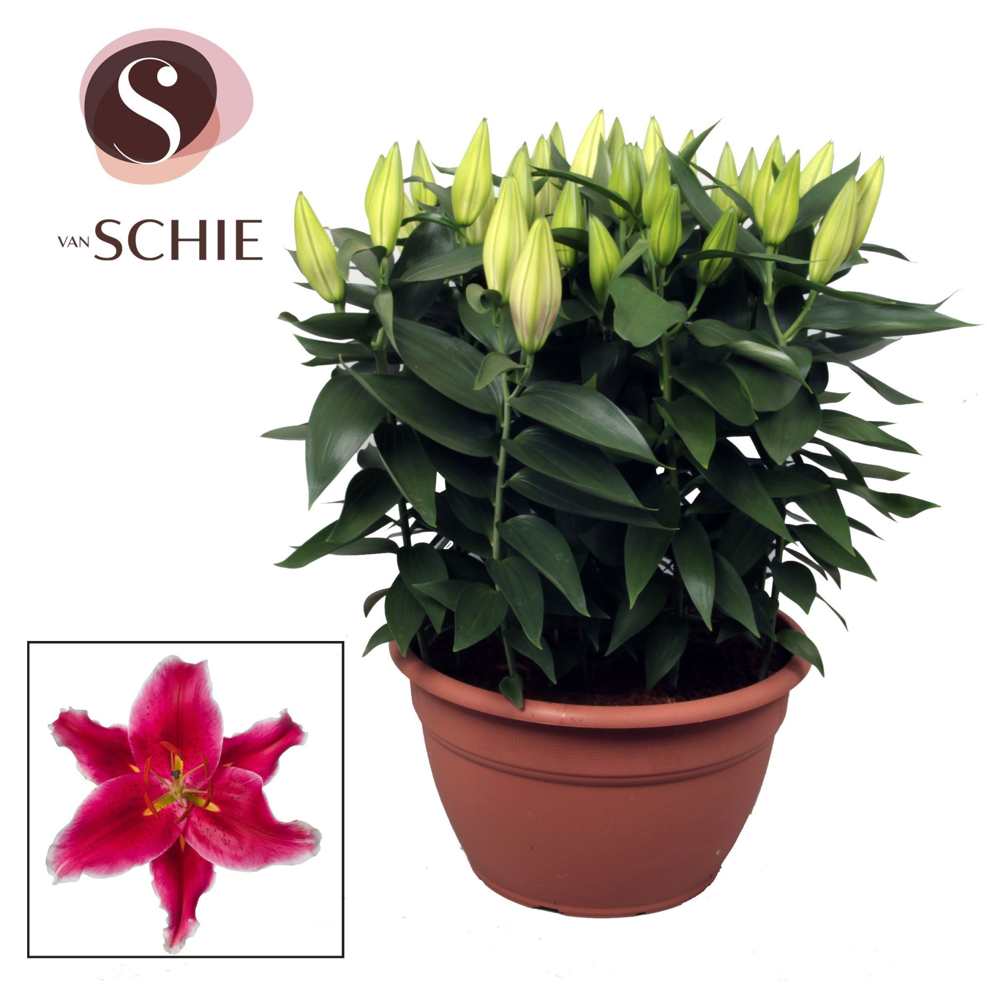 Oriental Pink XL 15pp, D 35