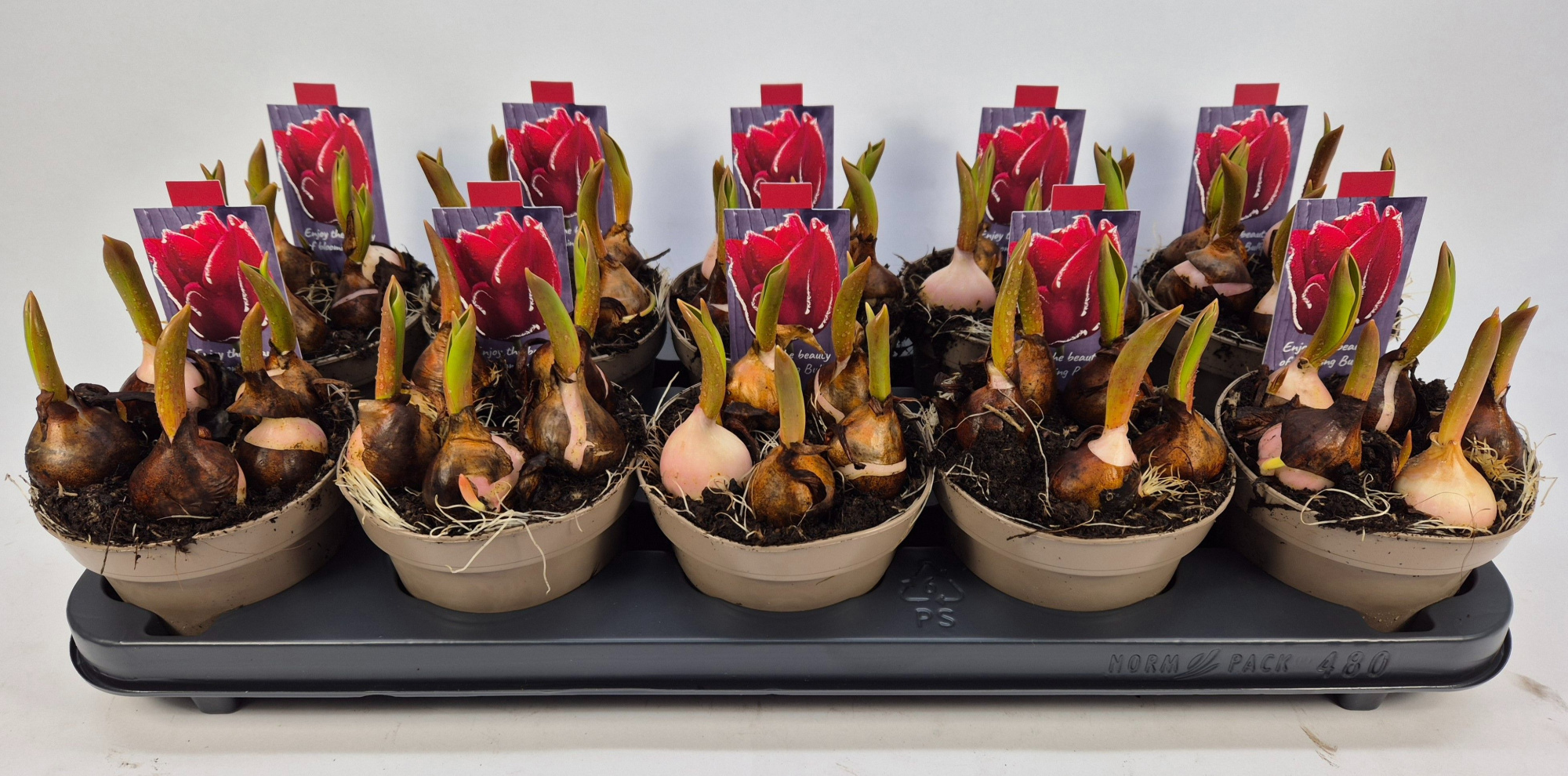 TULIPA SEADOV ROOD, D 12