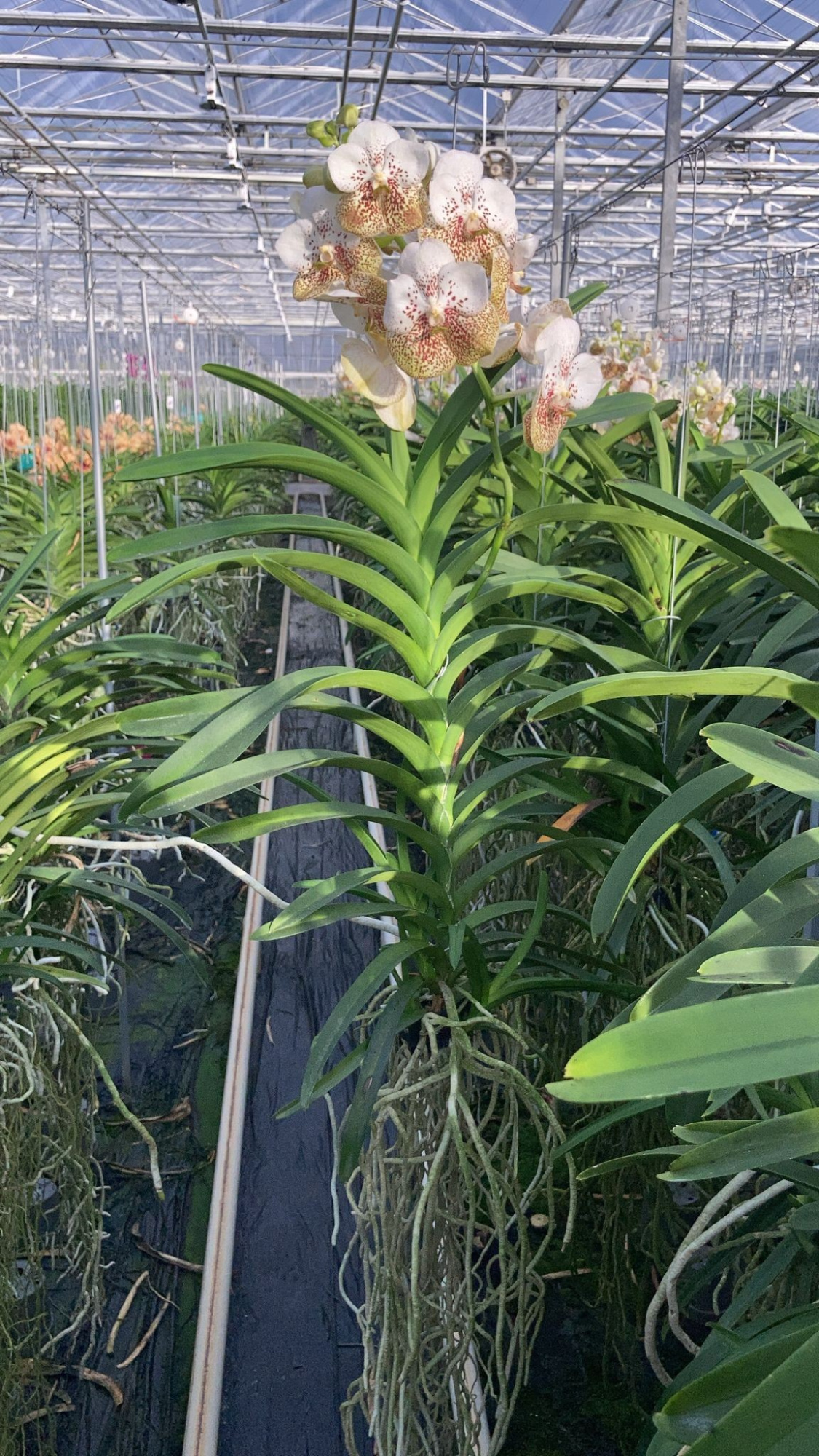 Vanda Velvet Yellow 339 XXL, D 19 cm