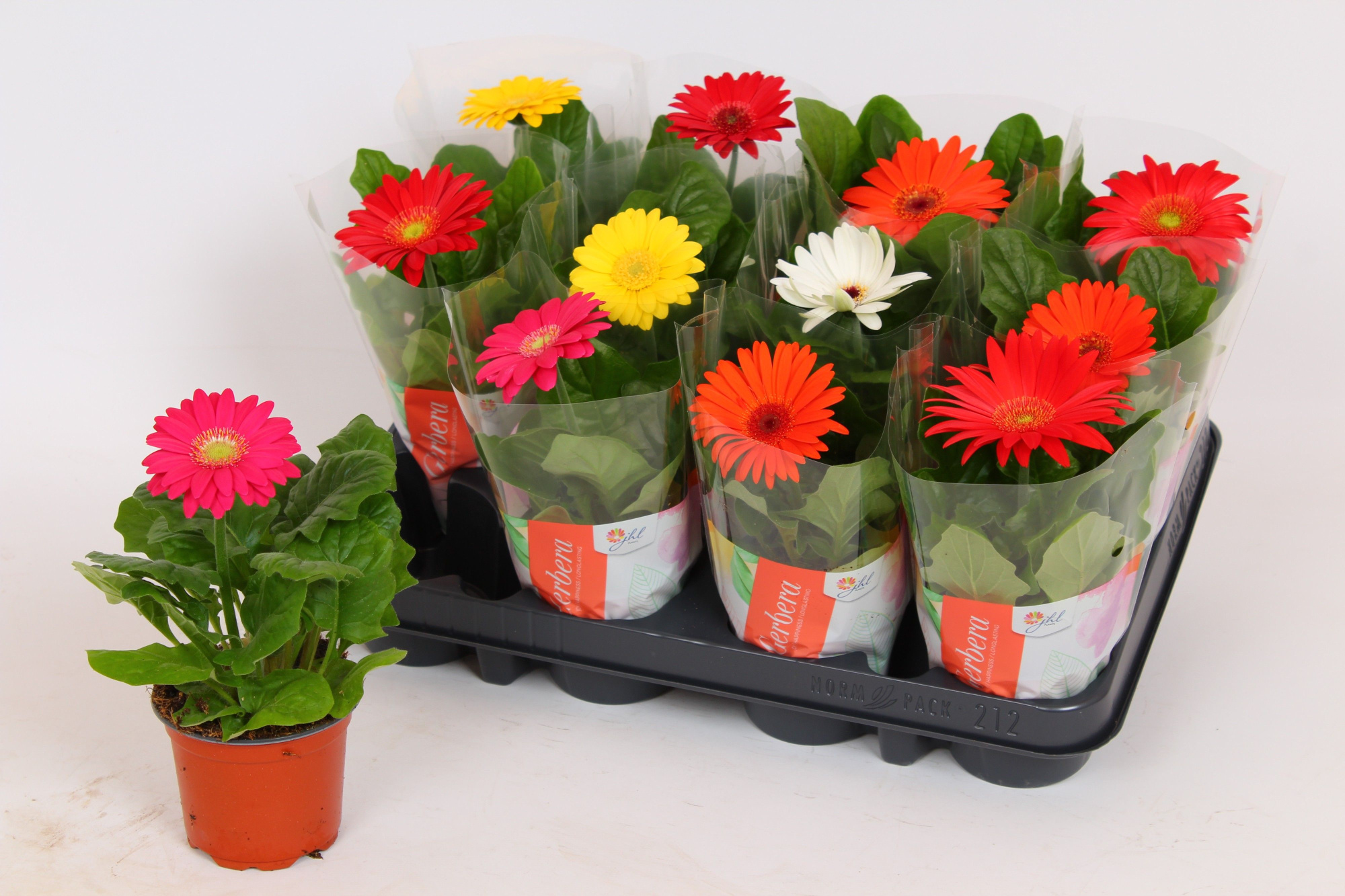 Gerbera Colourgame basic line (18-20cm), D 9