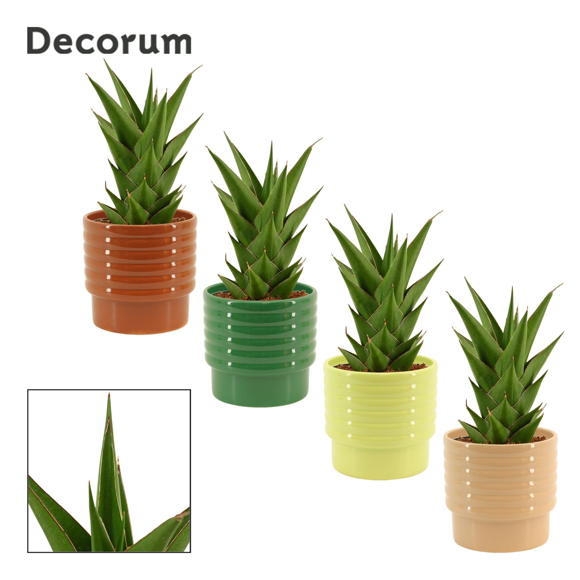 Sansevieria Temple Crown 12 cm in Naemi (Natural bubble-collecti, D 12