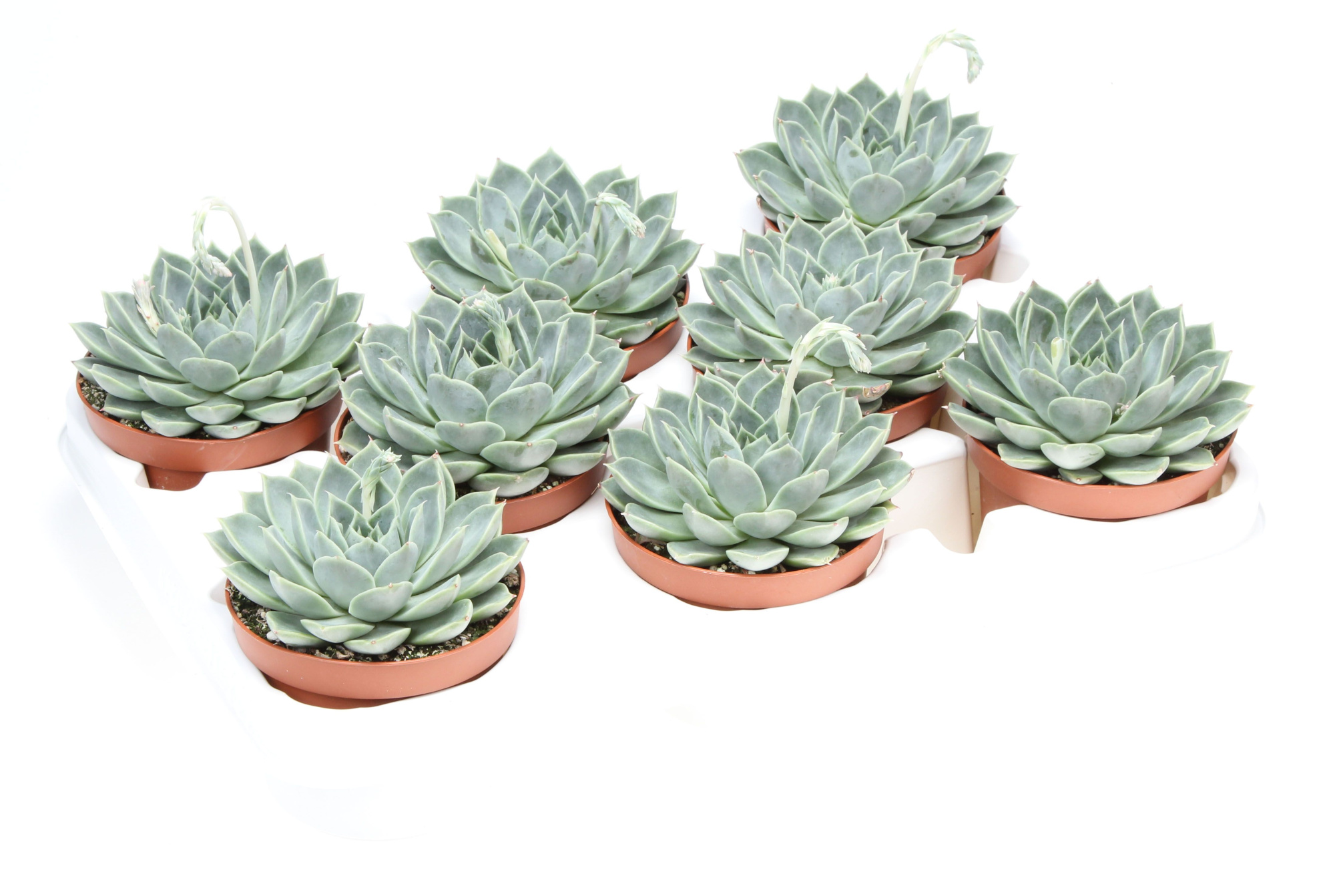 Echeveria calixto, D 10,5