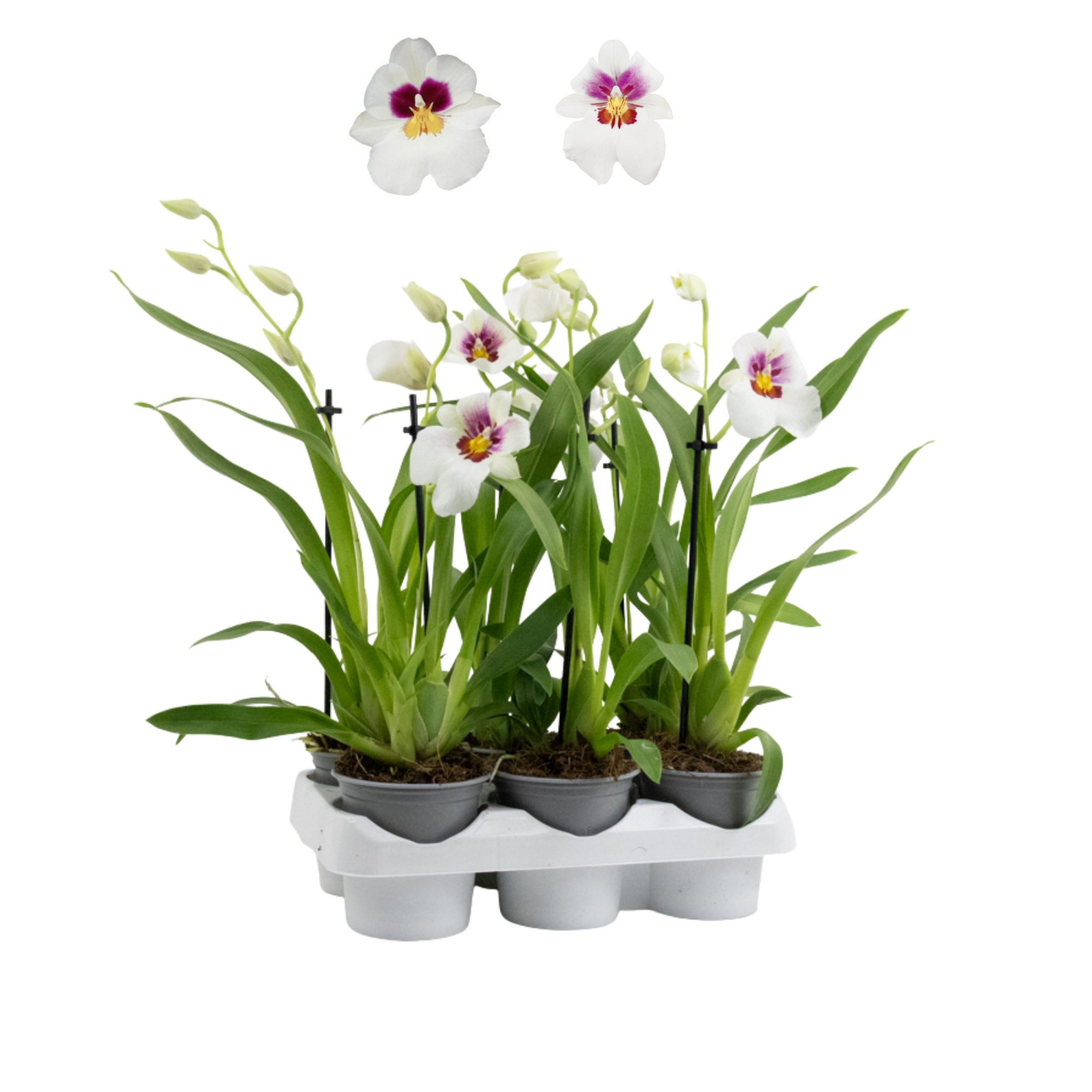 Inca Miltoniopsis White 1 spike 9cm, D 9