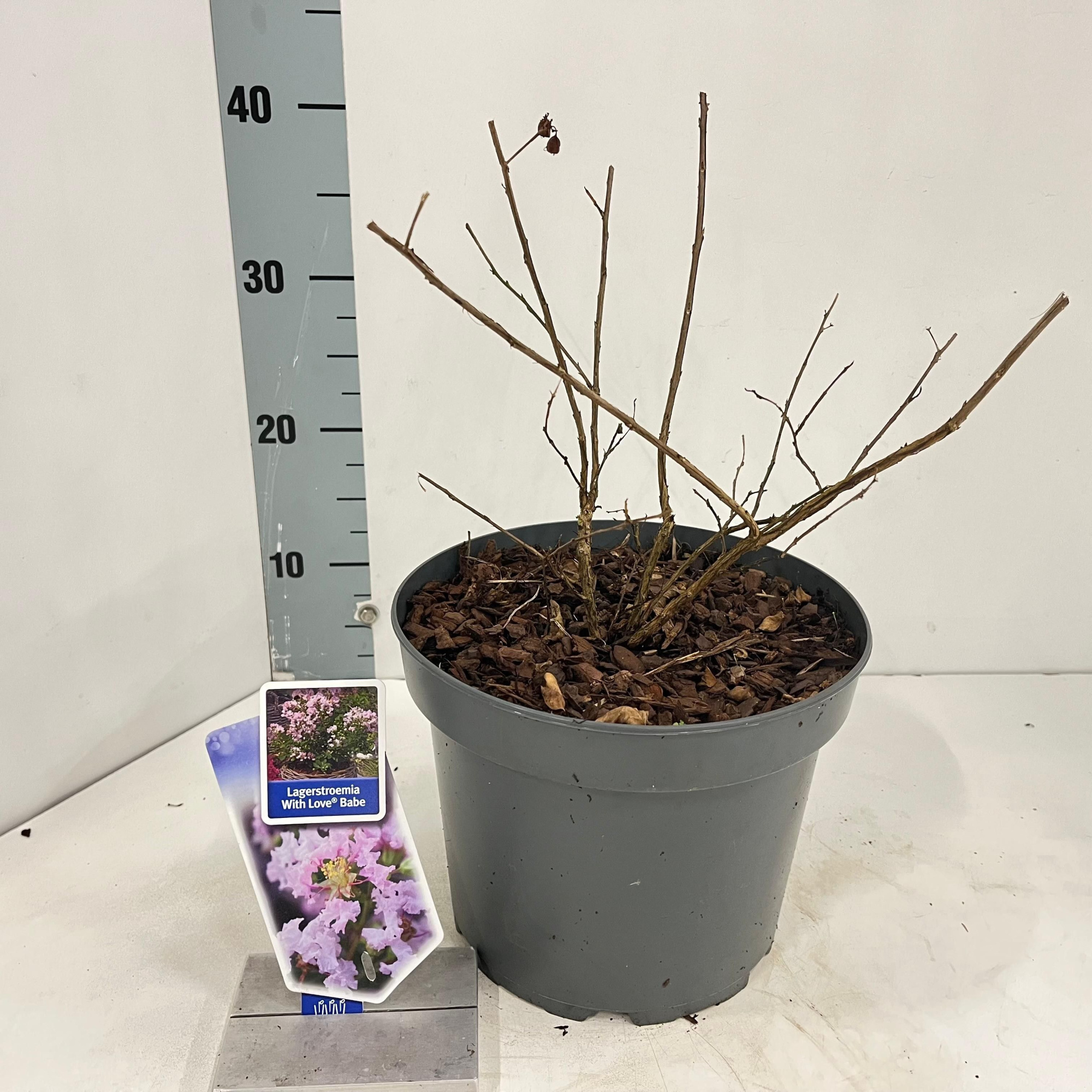 Lagerstroemia indica With Love Babe ('Milaperl'PBR), D 23