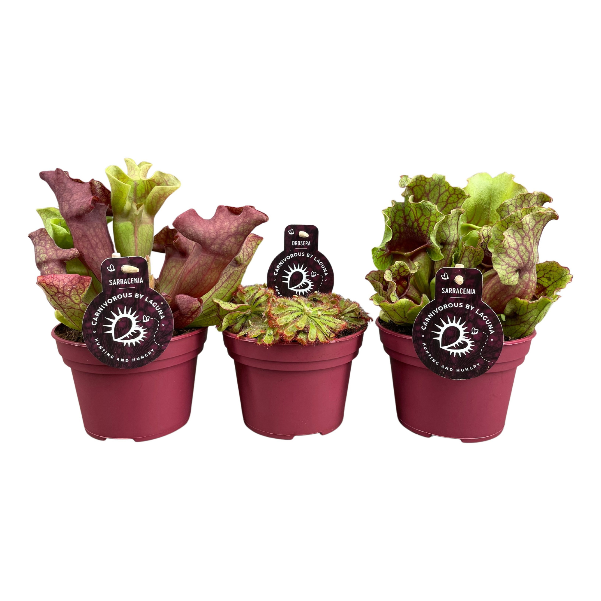 Vleesetende planten mix | 4 Sarracenia, 2 Drosera Alicea, D 12