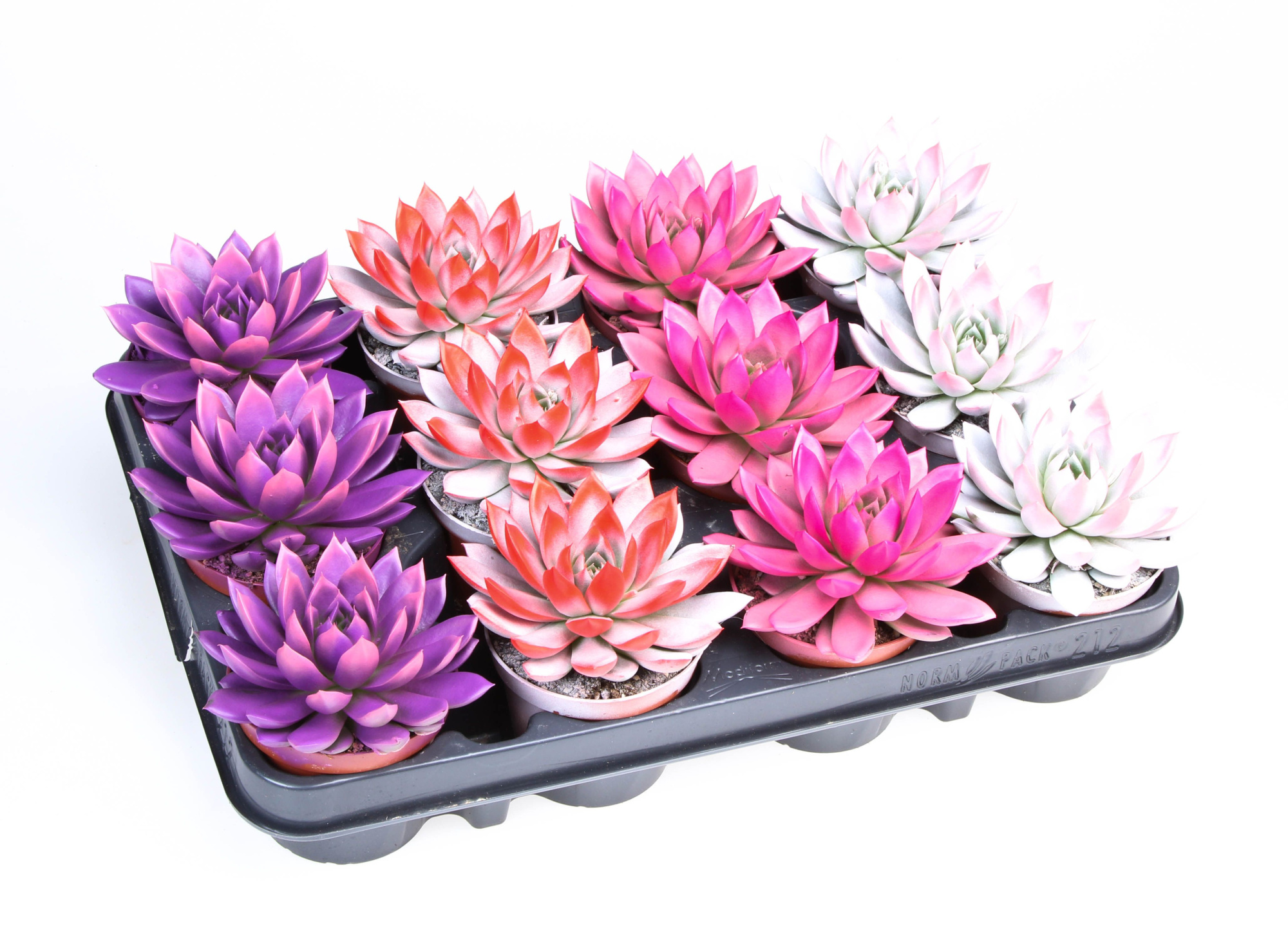 2 Colors love mix, D 8,5