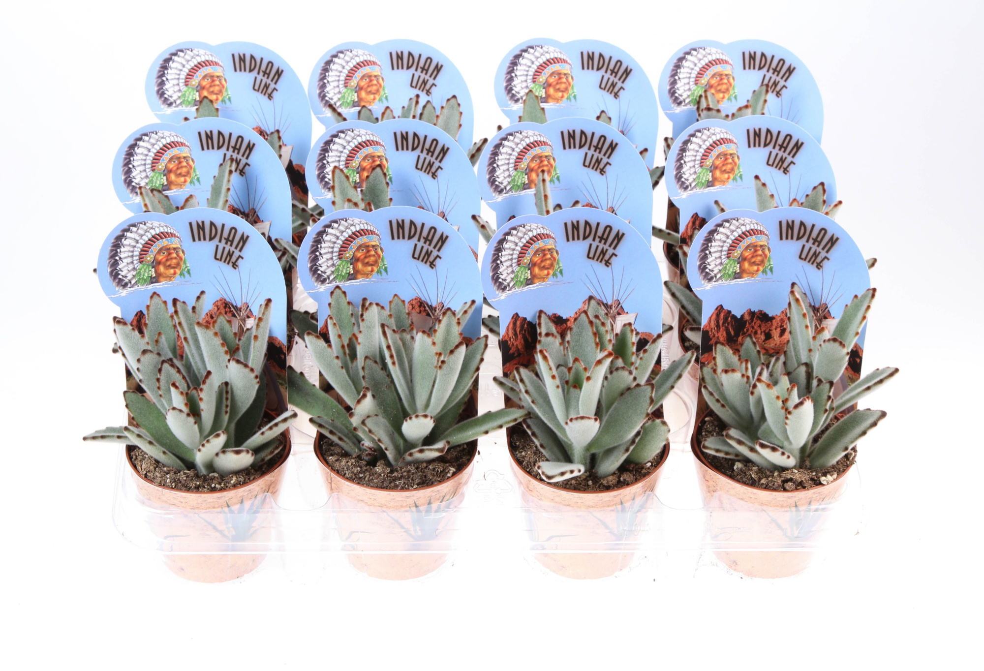 Kalachoe Tomentosa + potcover indianline, D 8,5