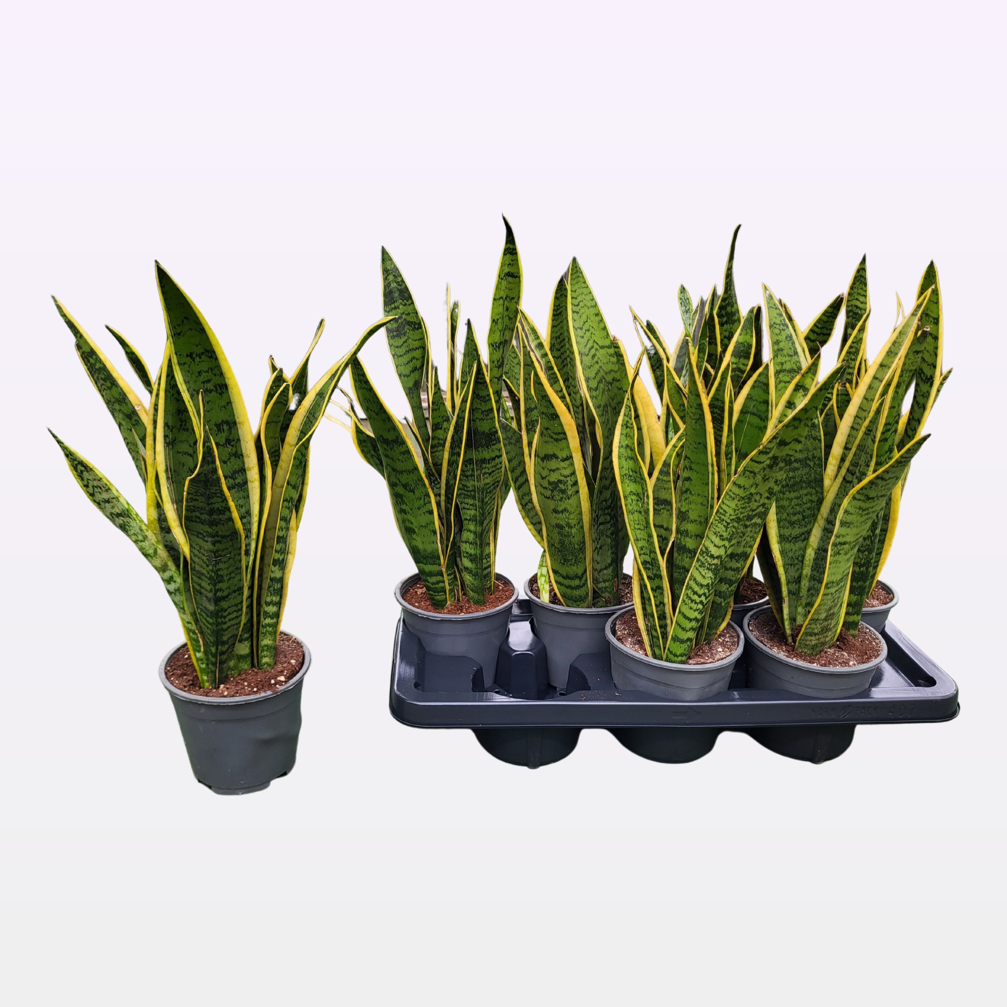 Sansevieria trifasciata 'Laurentii' 45cm, D 14