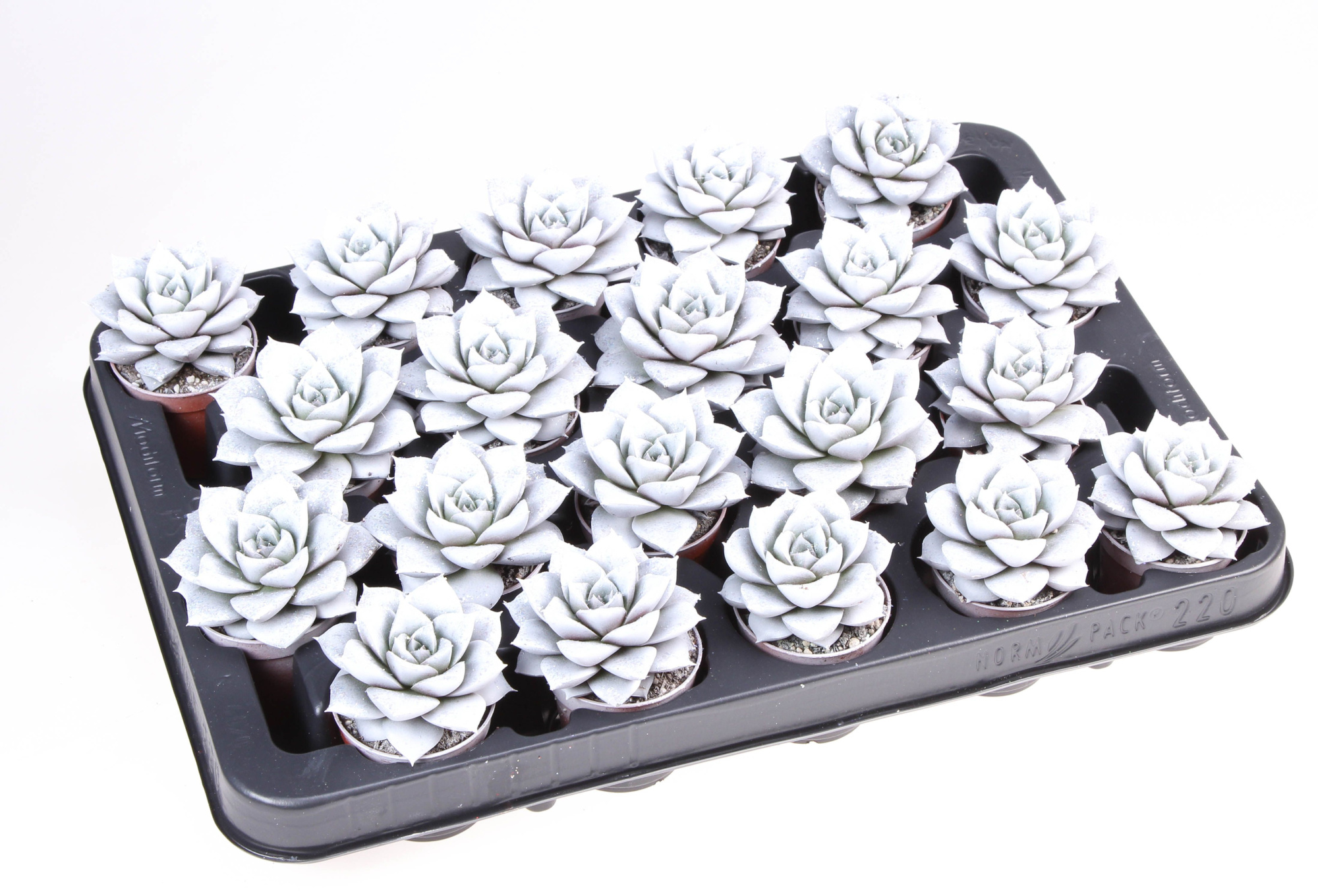 Purper parelmoer + bio glitter, D 5,5