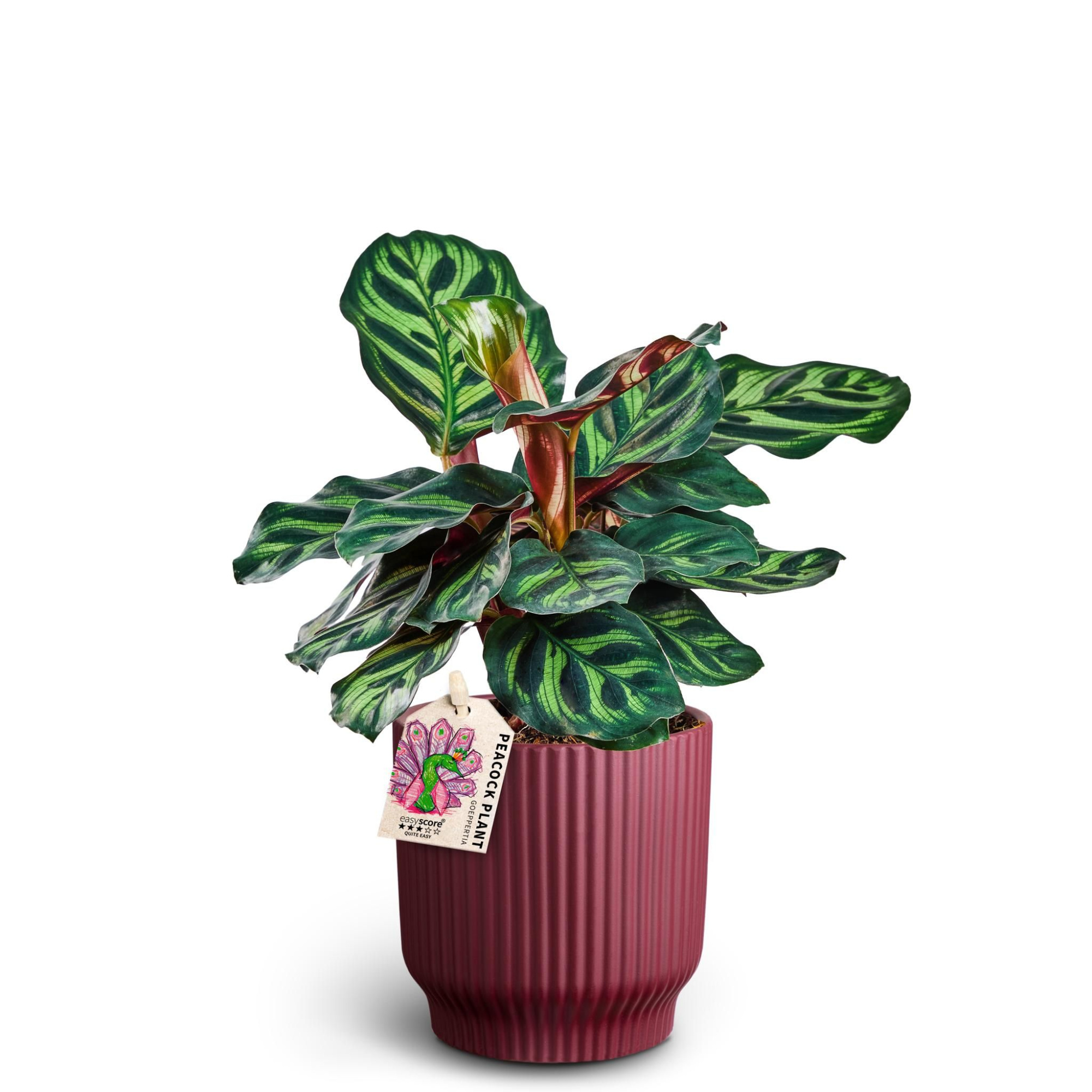 Nordic Aubergine, Calathea makoyana, D 10