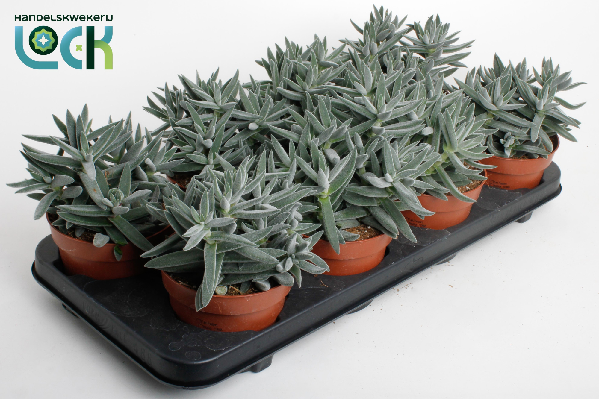 Crassula Silver, D 12